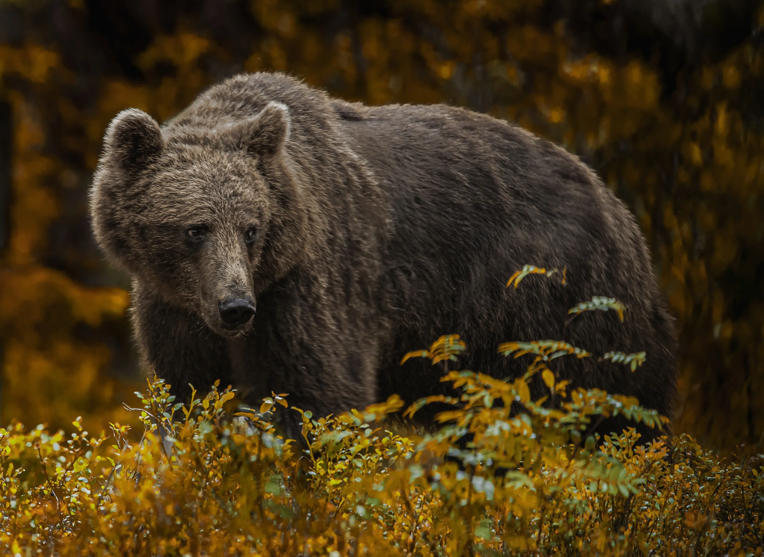 Bears in the Wild