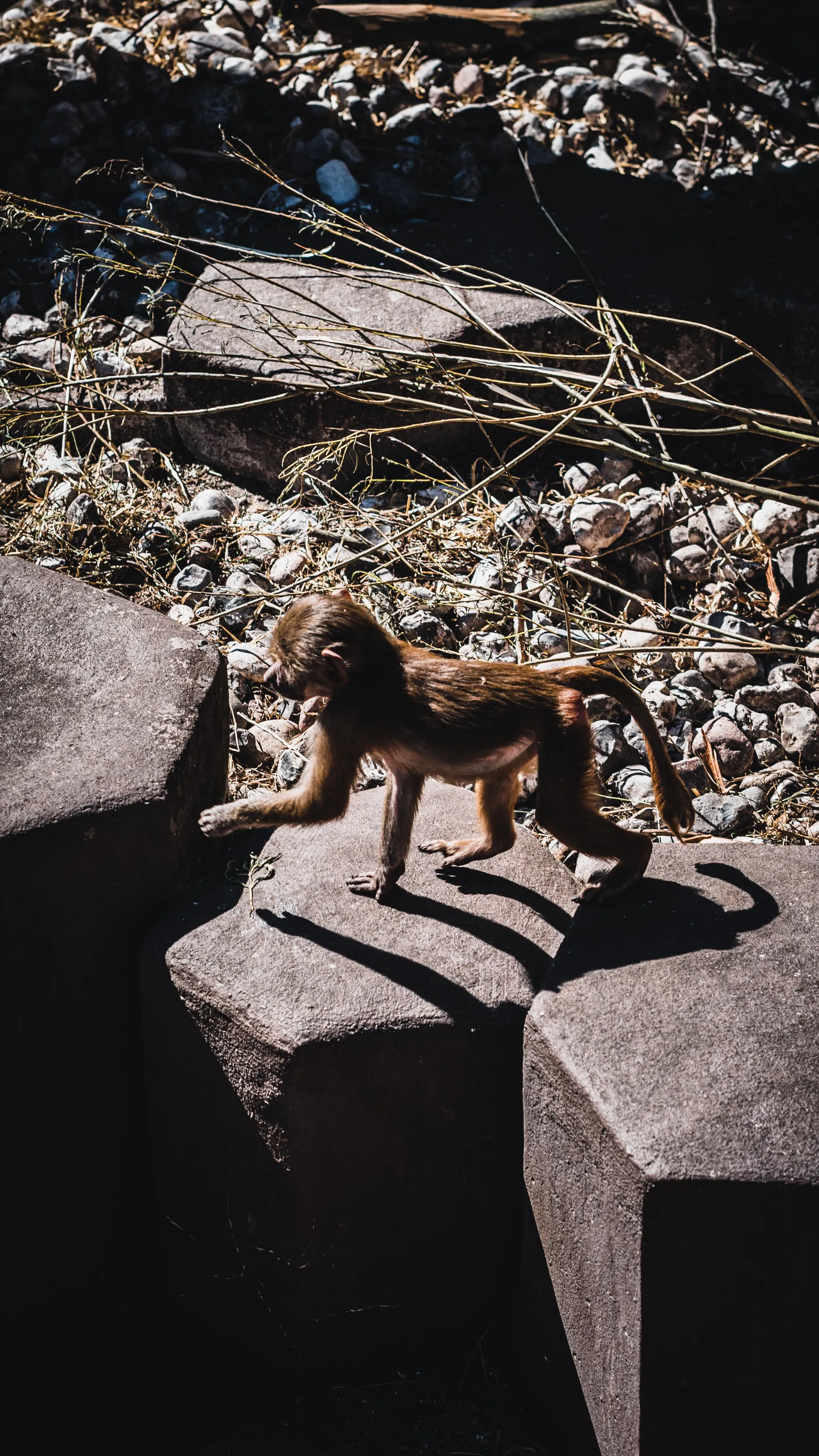 Animals in Zoos