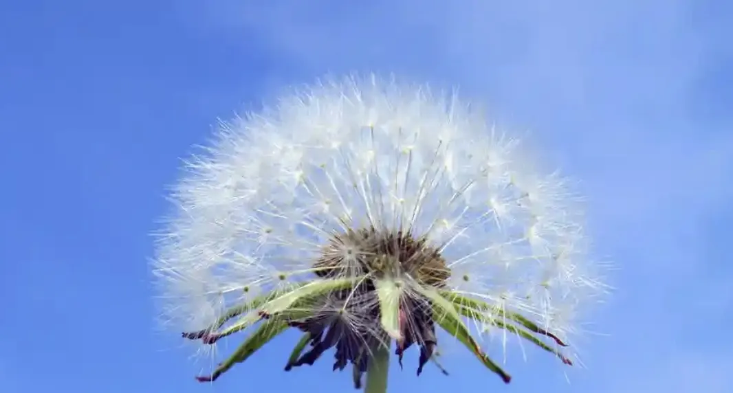 Dandelion Seed Heads