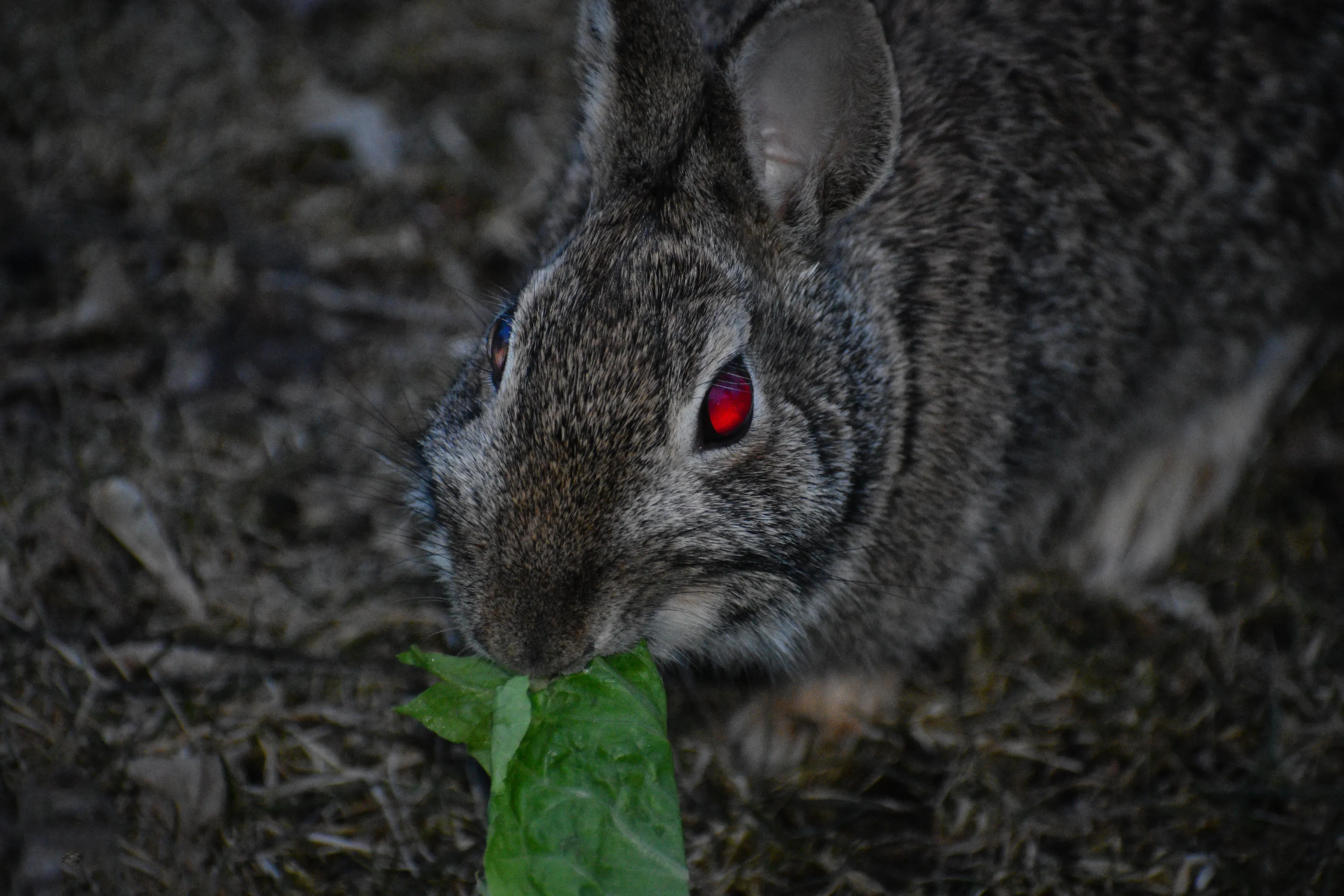 Rabbits in Close-Up (in colour)