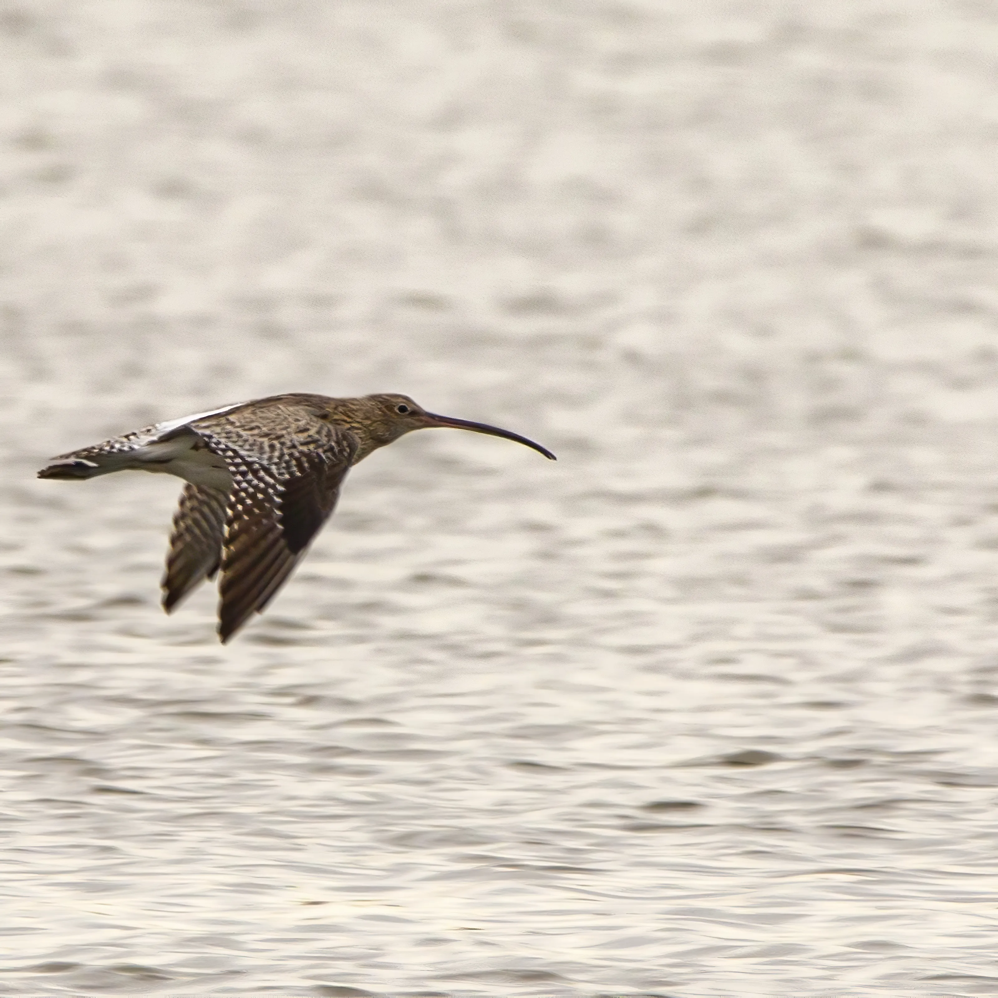 Birds in Flight