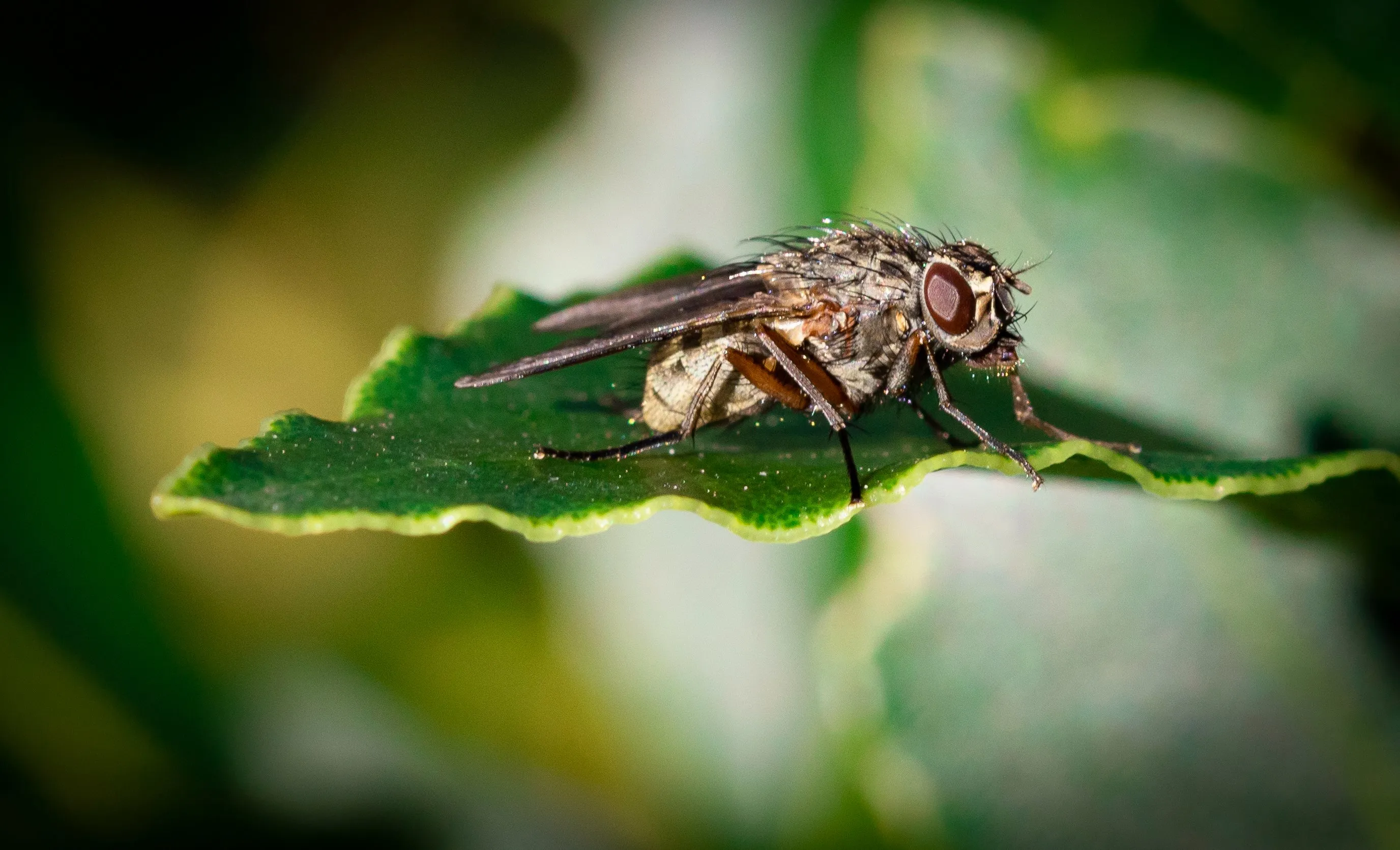 Flies (in colour)