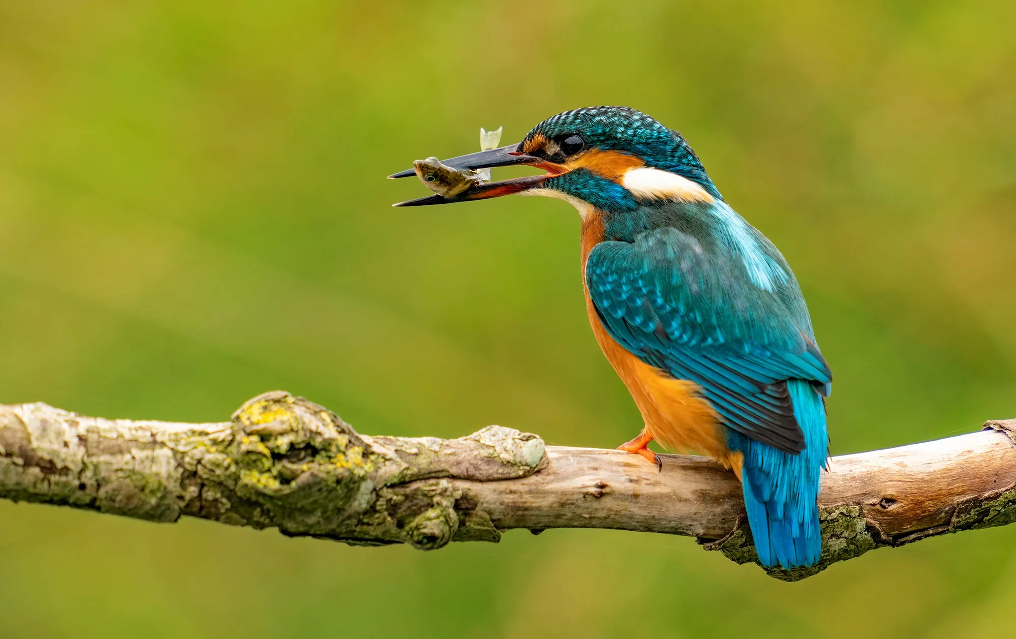 Kingfishers (in colour)