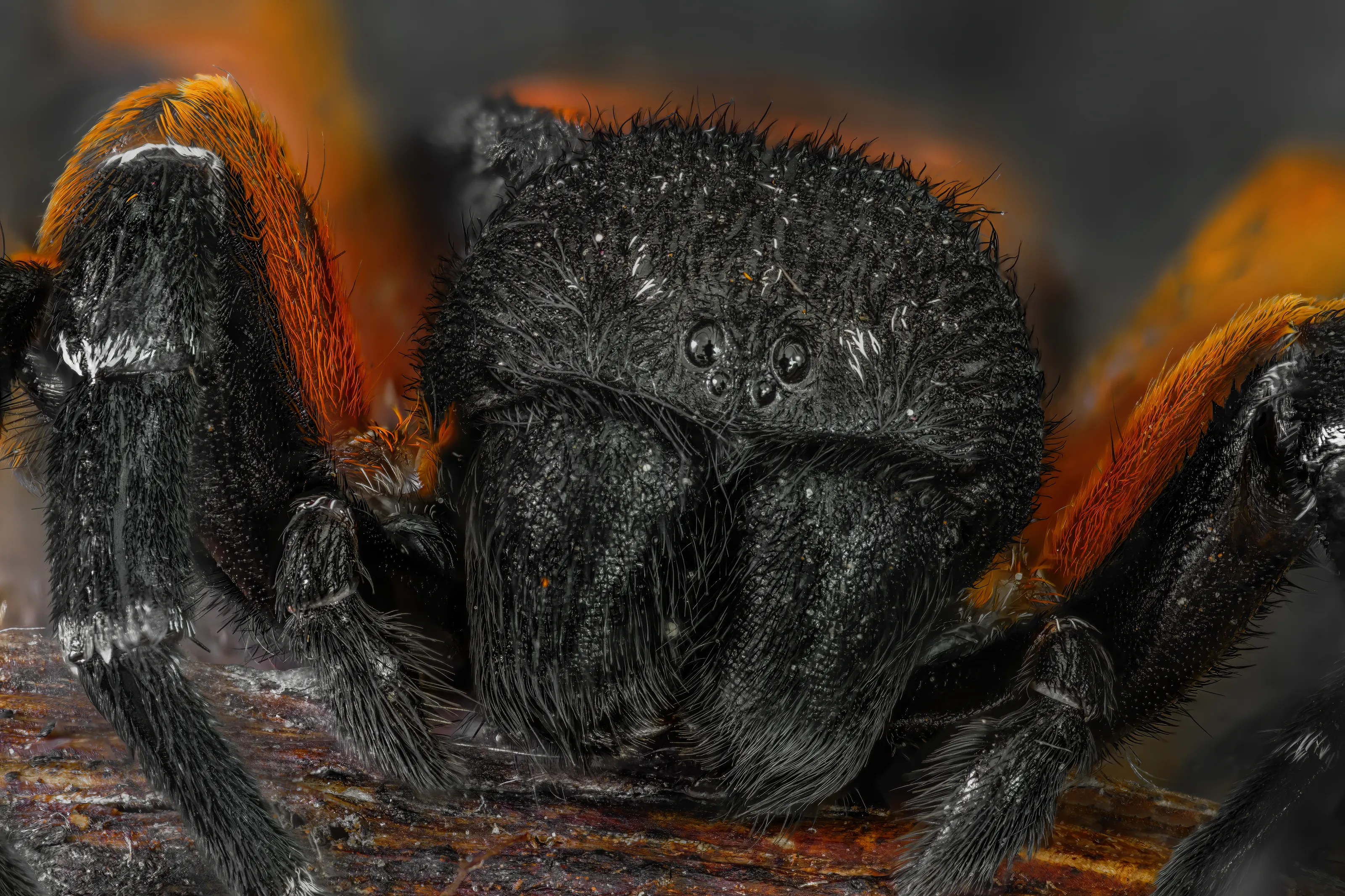 Extreme Macro