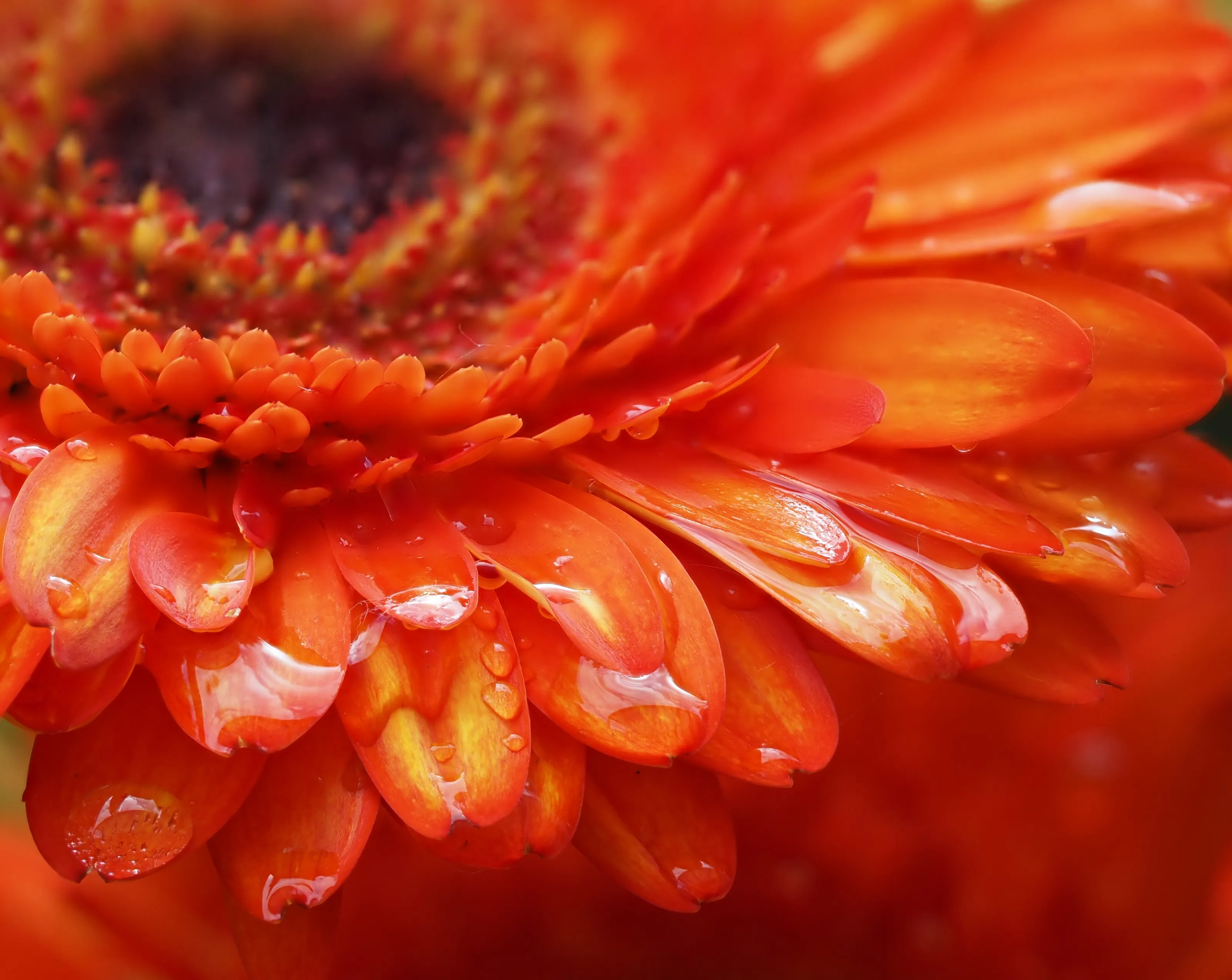 The Colour Orange