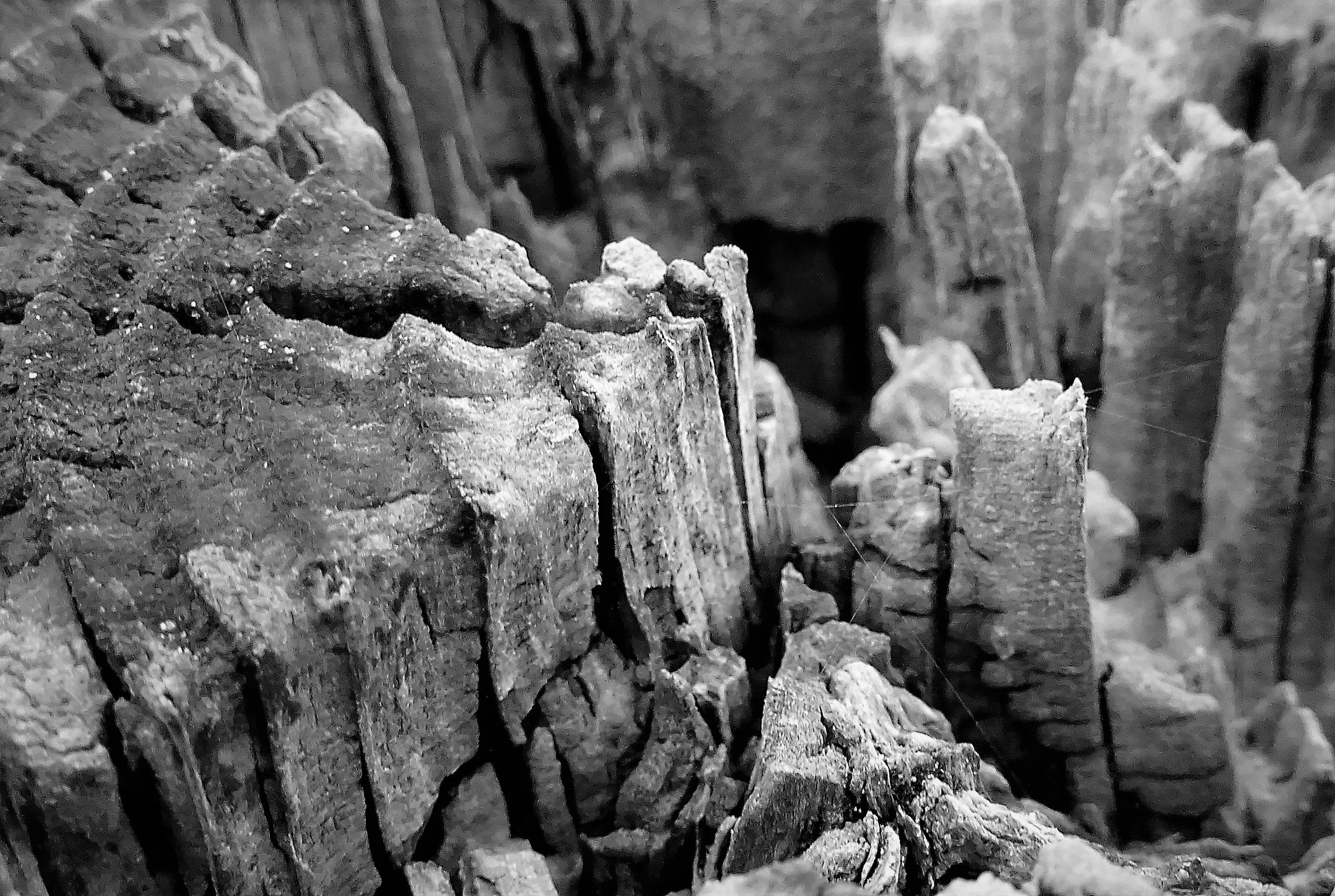 Close-Up and Macro in Black and White