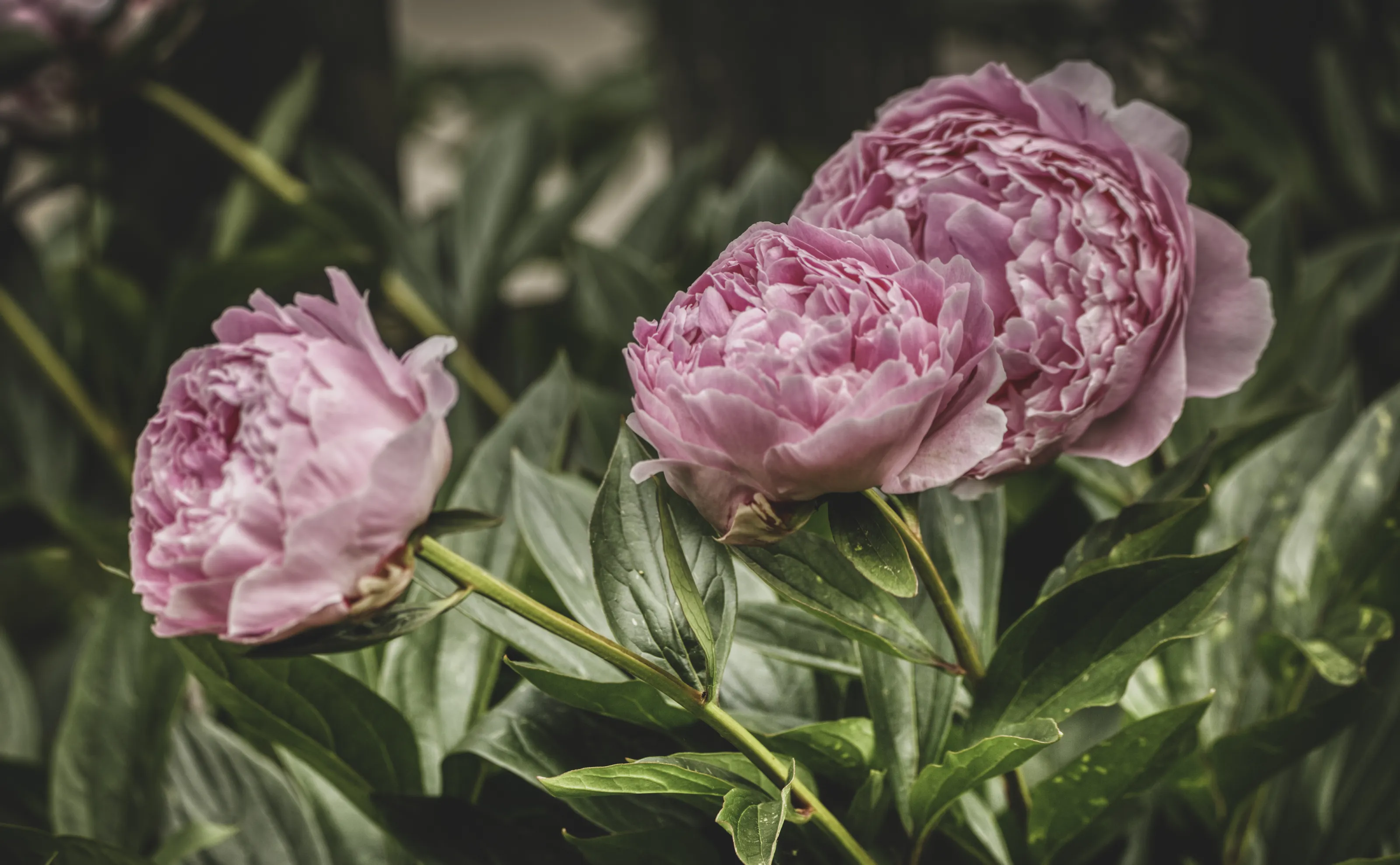 Peonies (in colour)