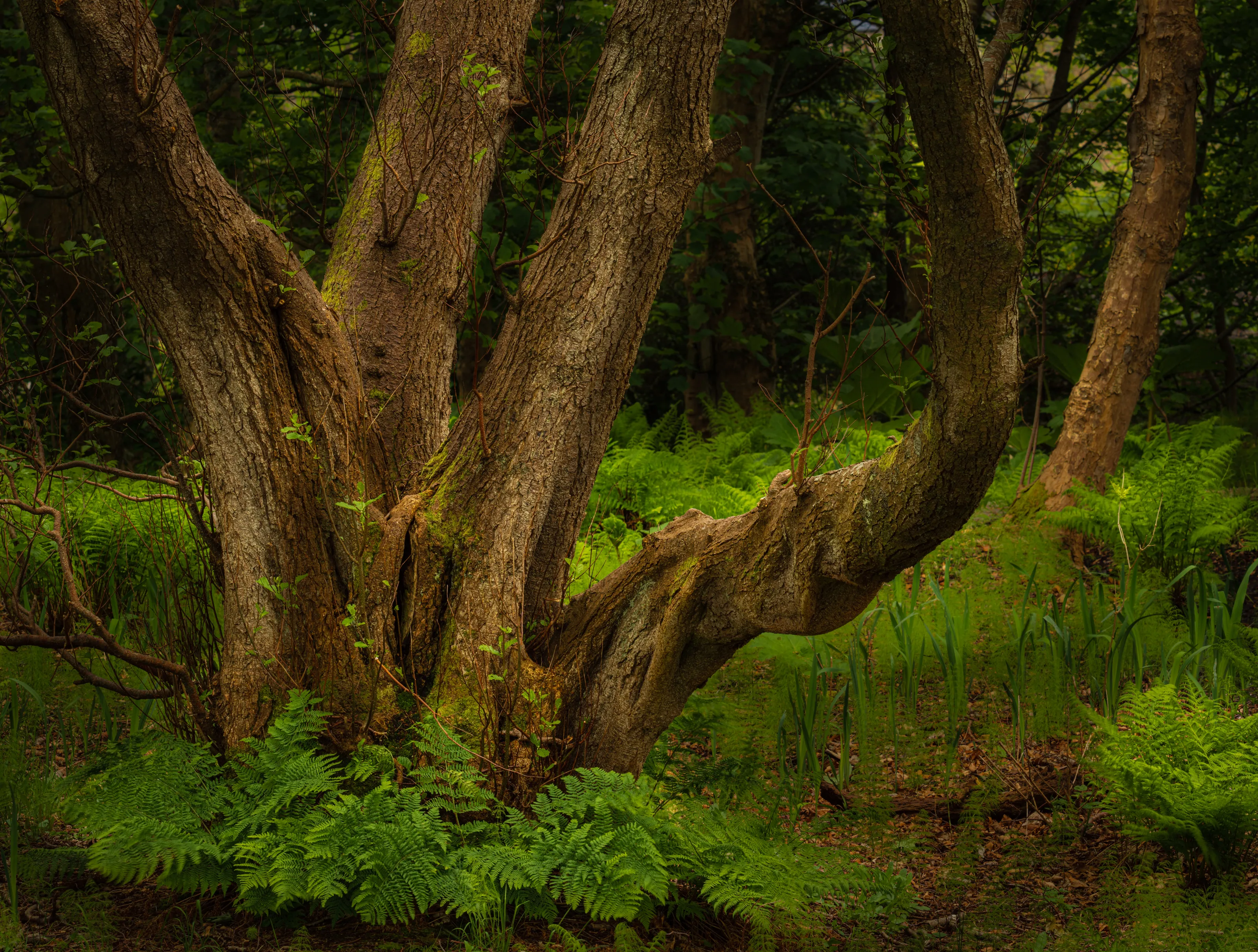 Among the Trees (in colour)