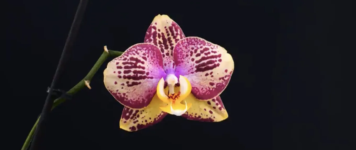 Orchids