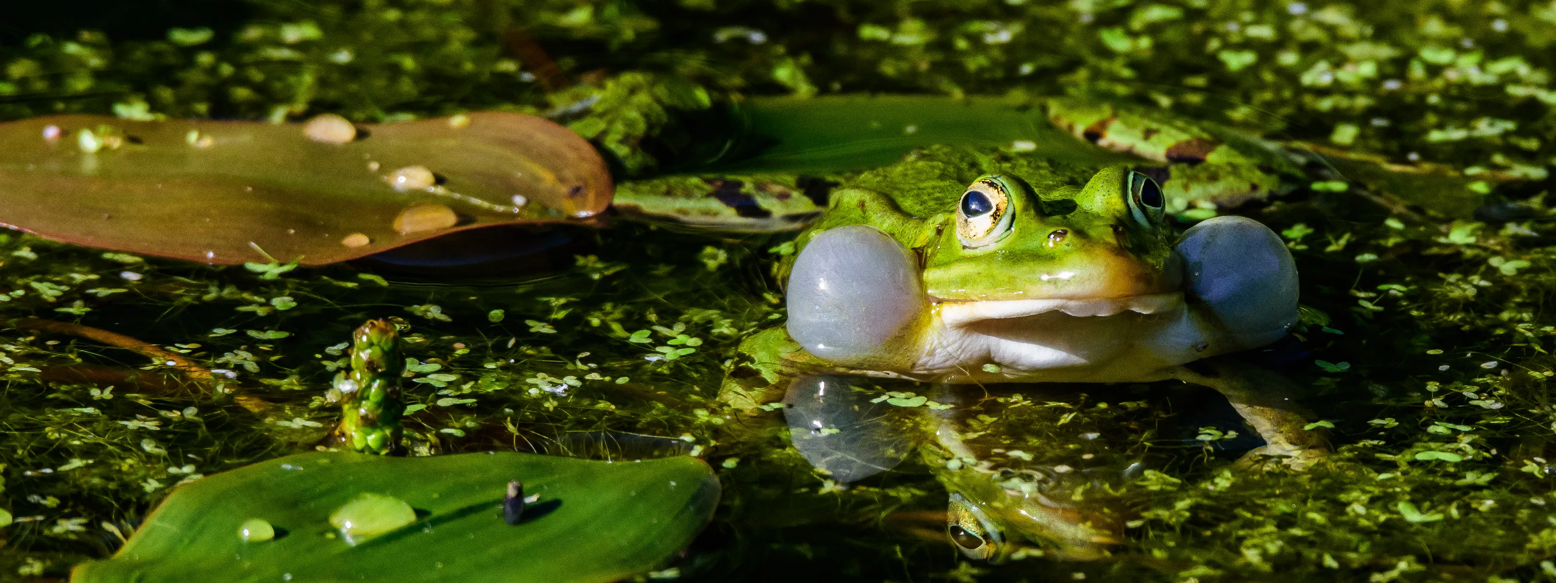 Frogs in a Pond