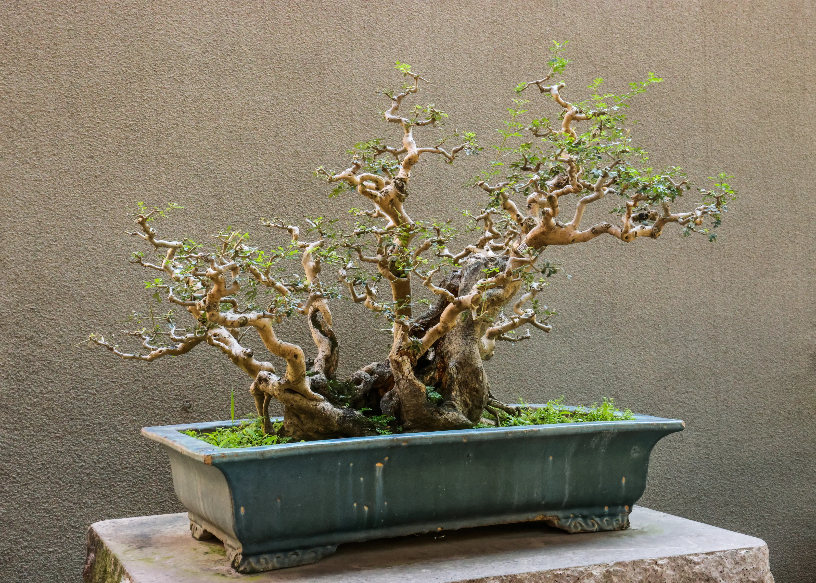 Bonsai
