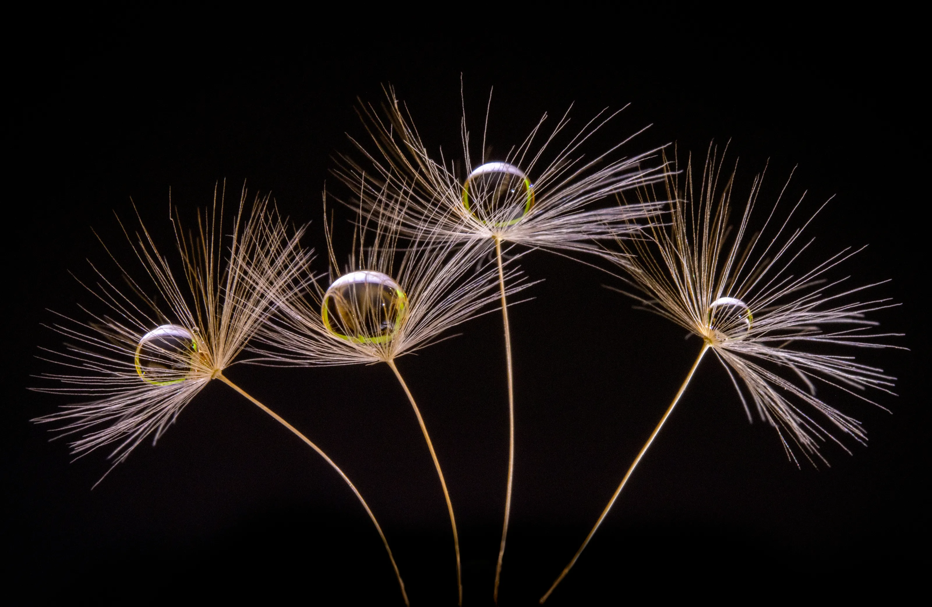 Fun With Dandelion Clocks