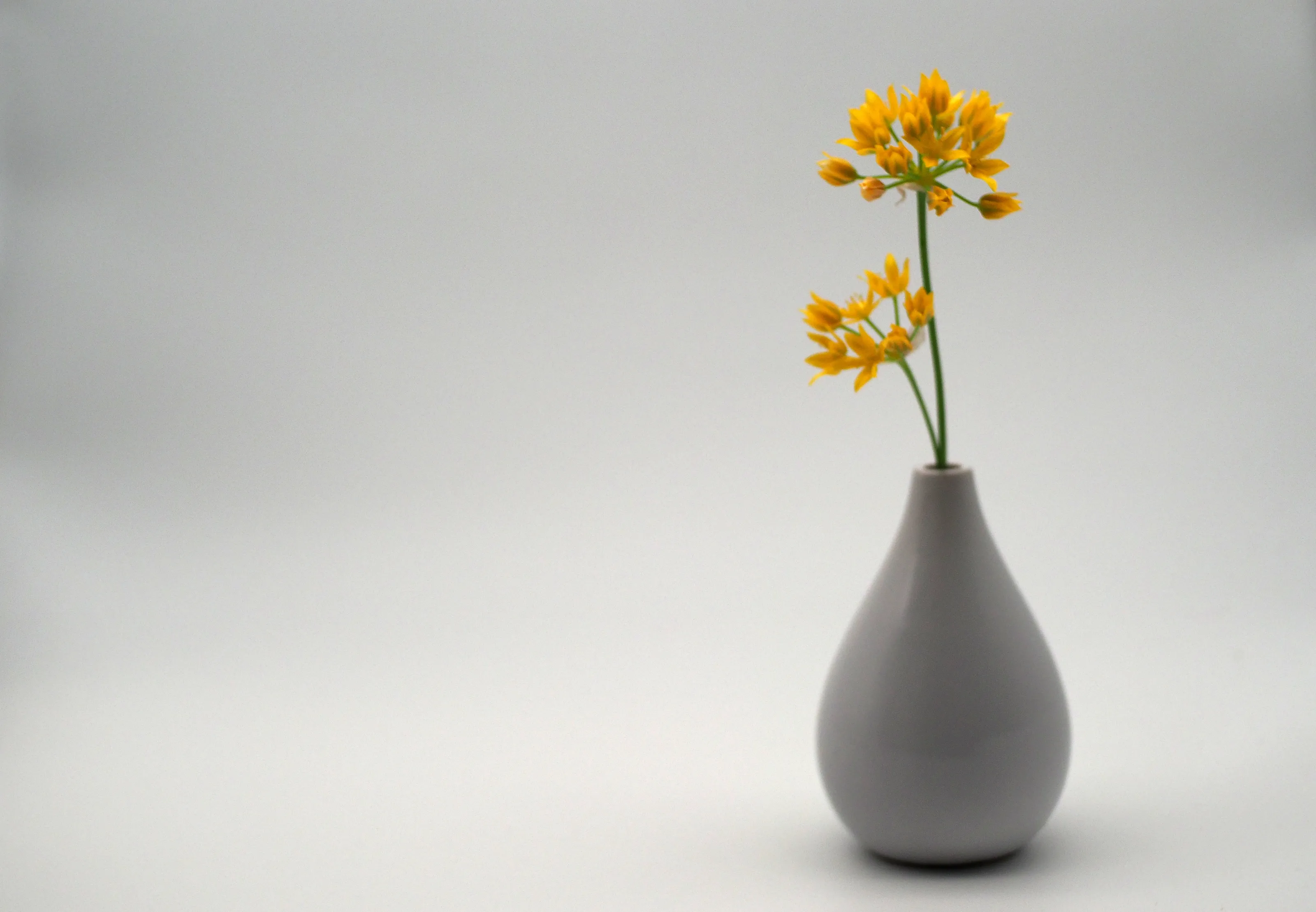 Flowers in a Vase (in colour)