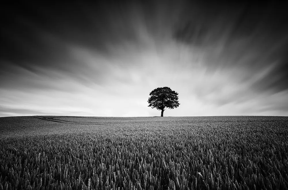 Lone Trees