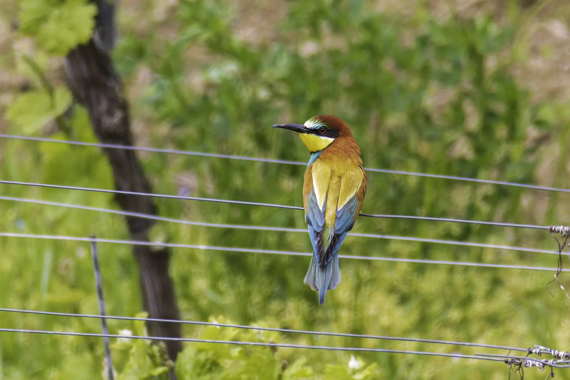 Birds of Southern Europe