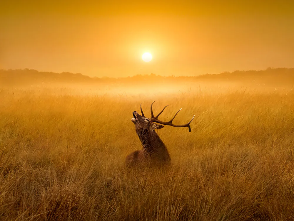 Deer with Antlers at Sunrise or Sunset (in colour)