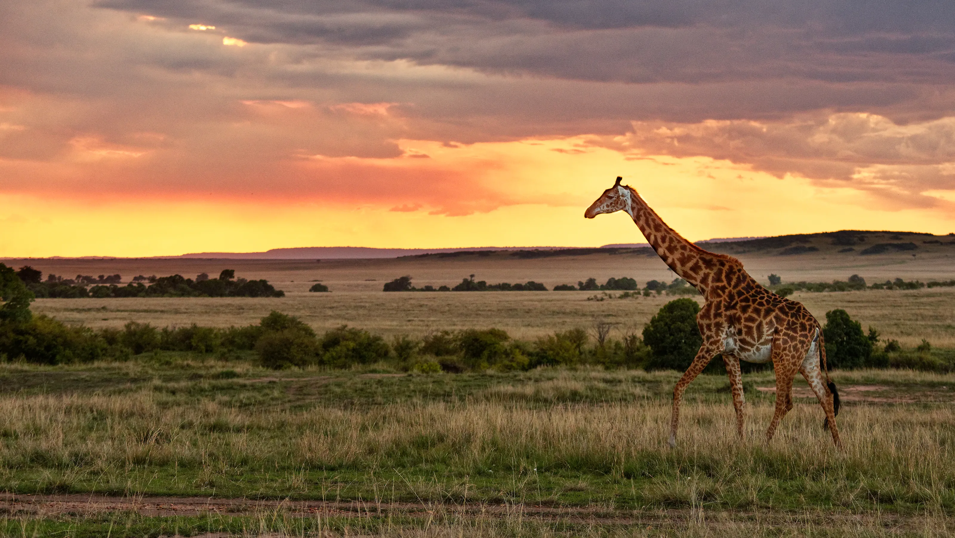 Mammals in the Wild at Sunrise or Sunset