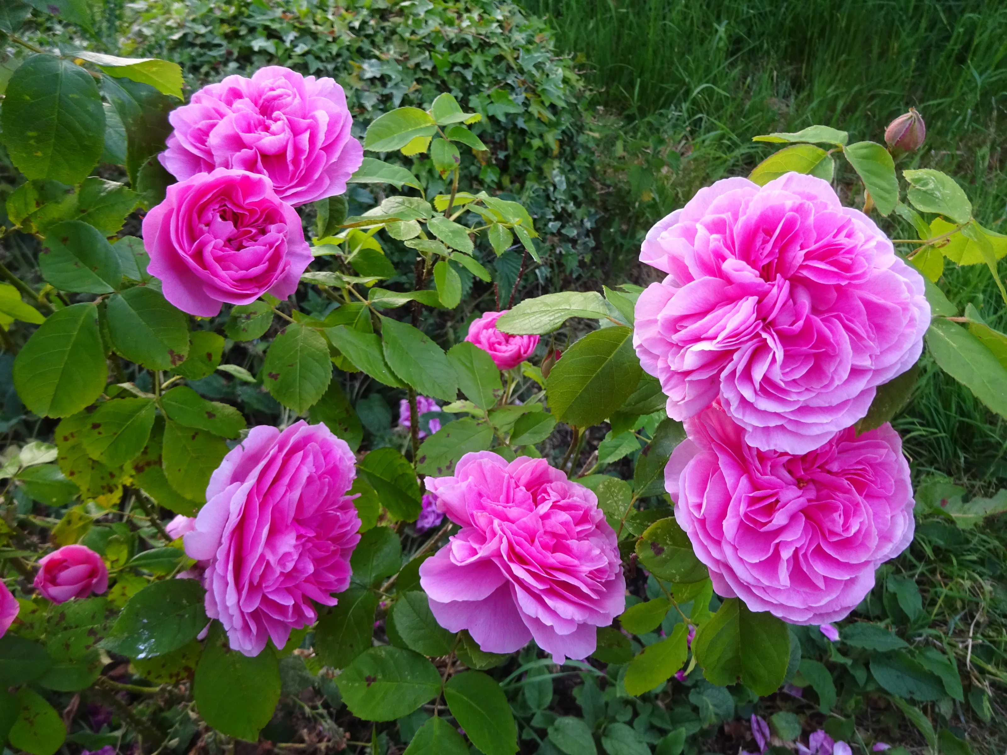 The Flowers of Summer (in colour)