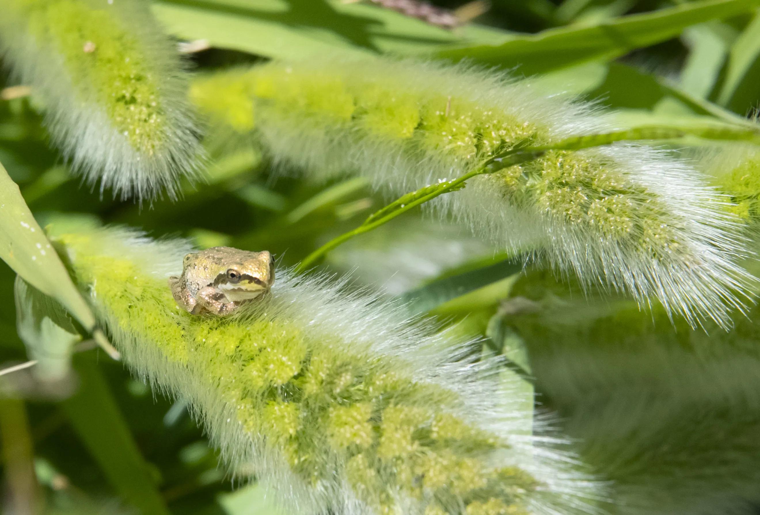 Tiny Amphibians