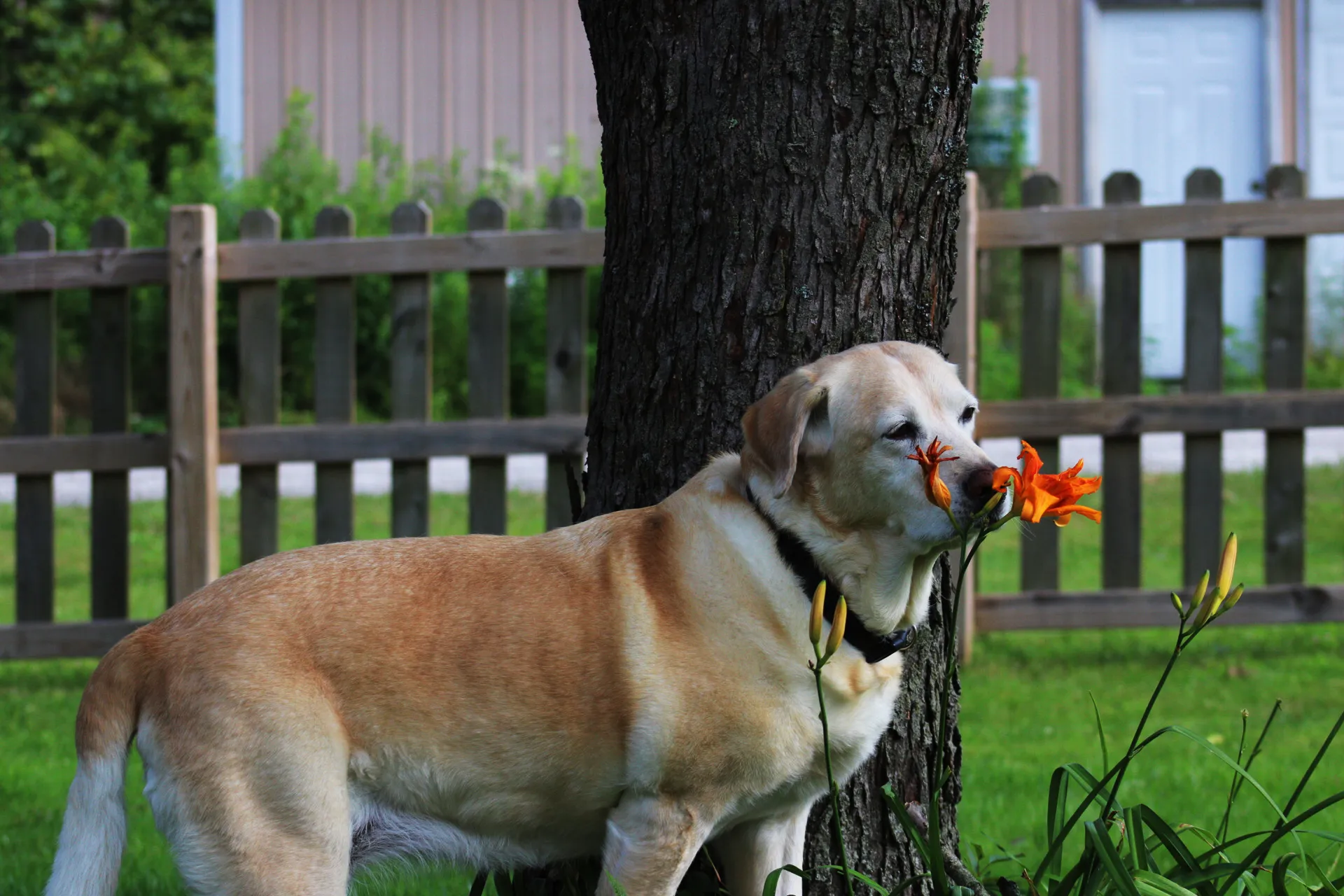 Yellow Labrador Retriever Dogs (in colour)
