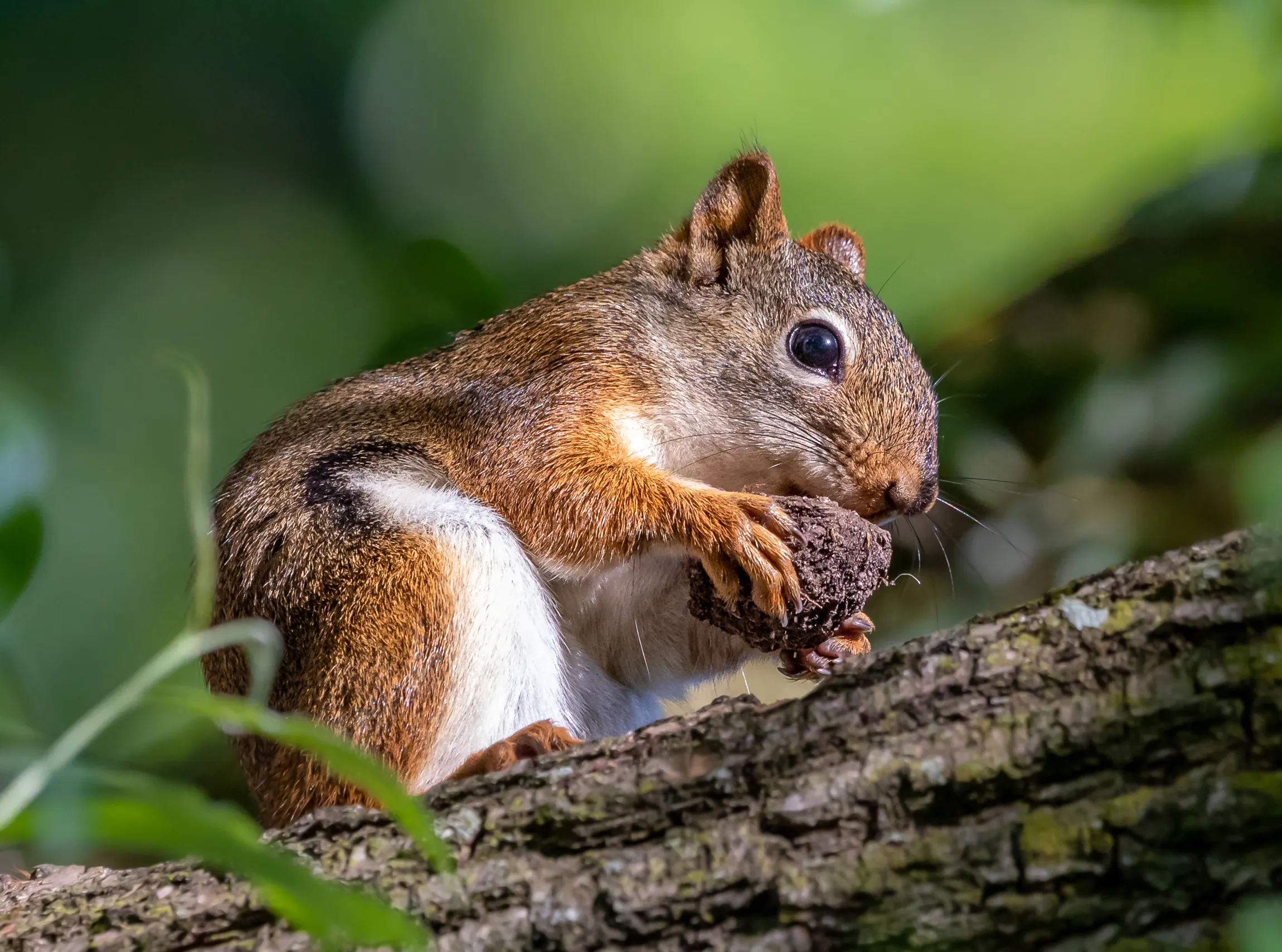 Squirrels and Chipmunks in Trees and Bushes