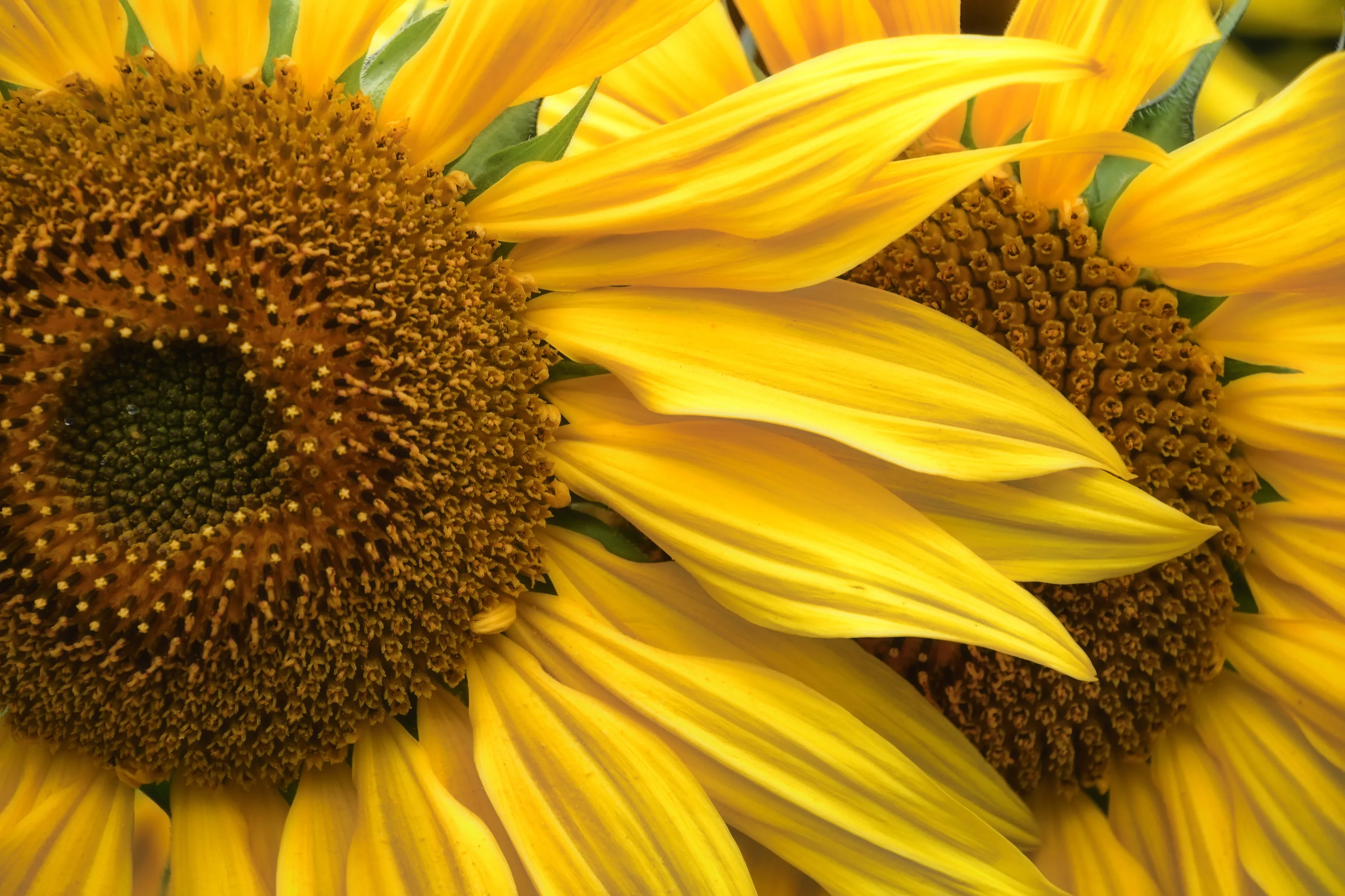 Yellow Flowers