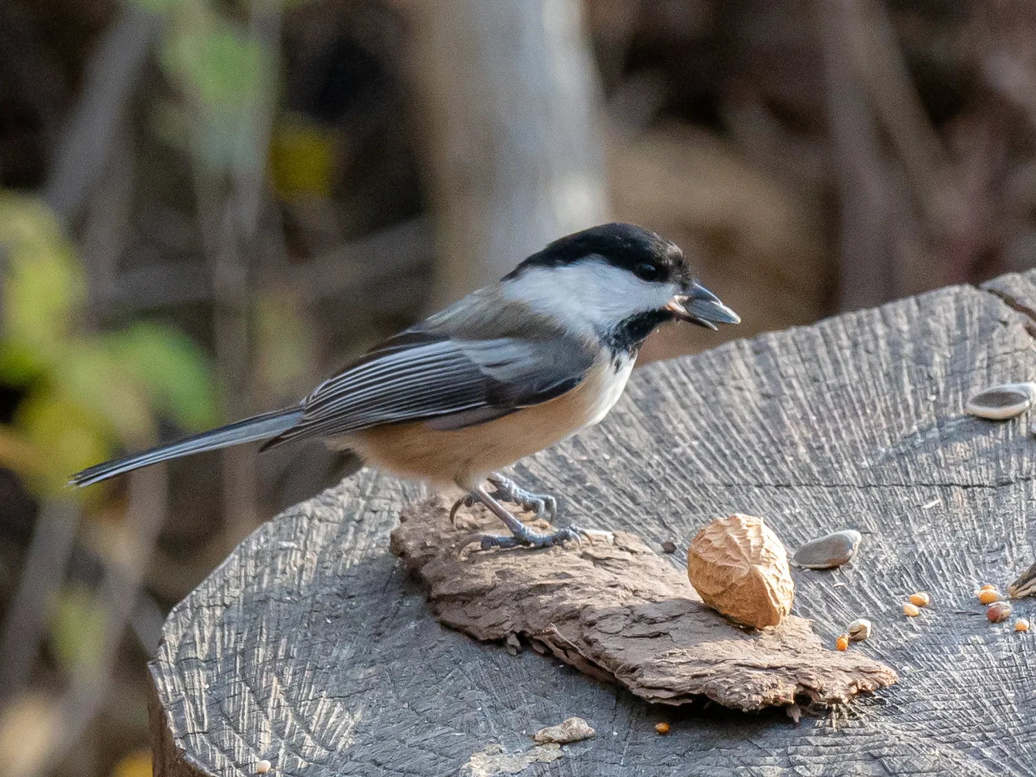 Backyard Birds of North America