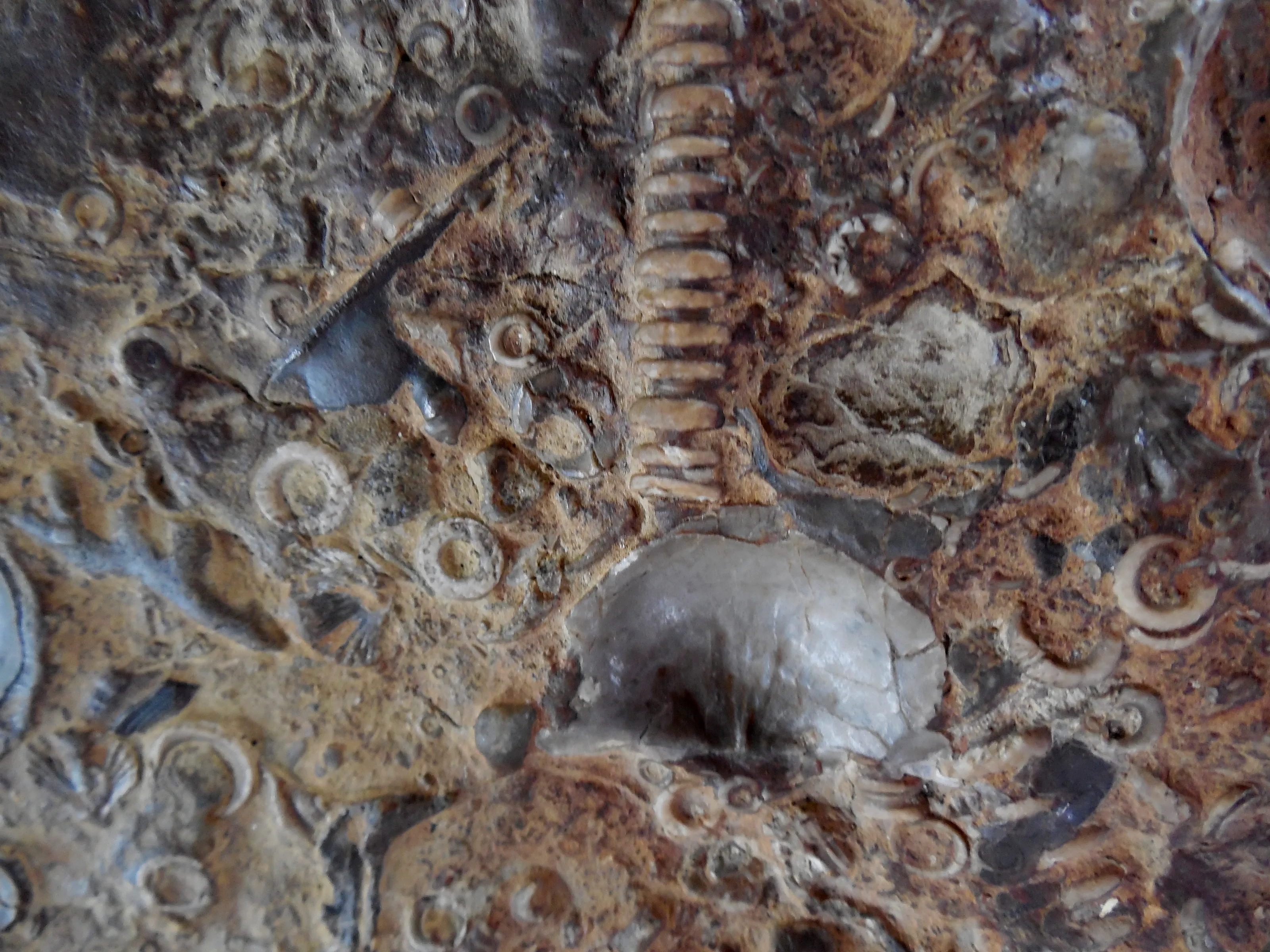 Fossils
