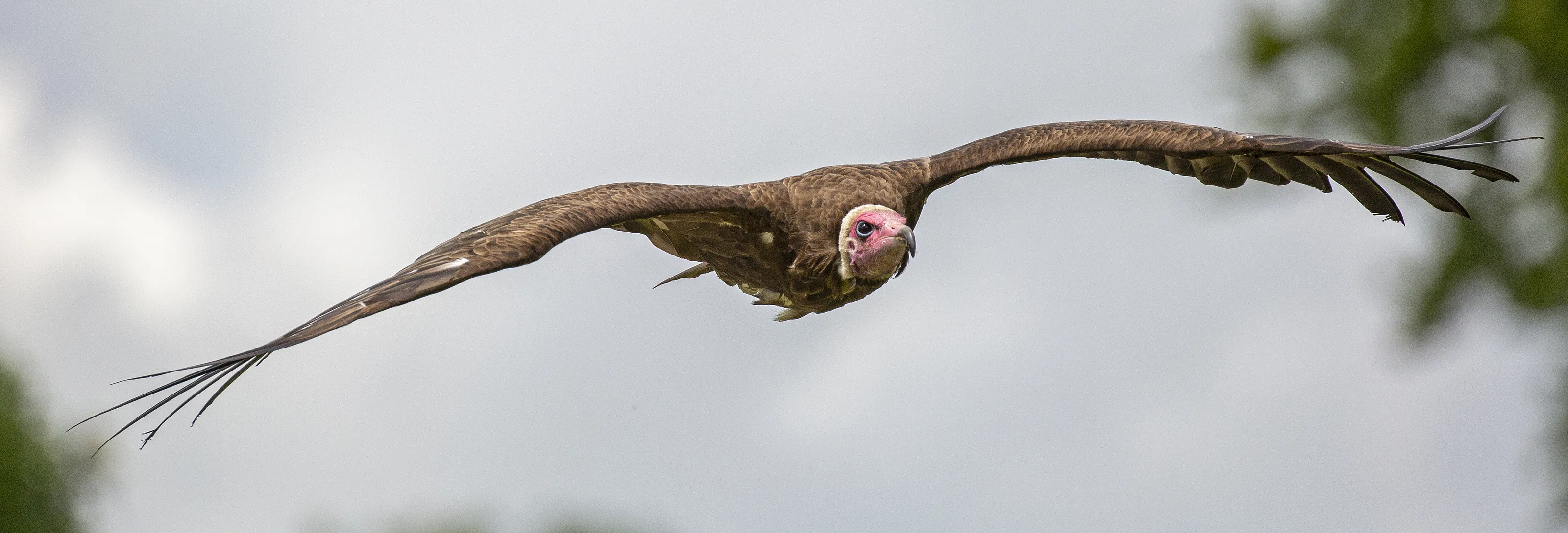 Vultures