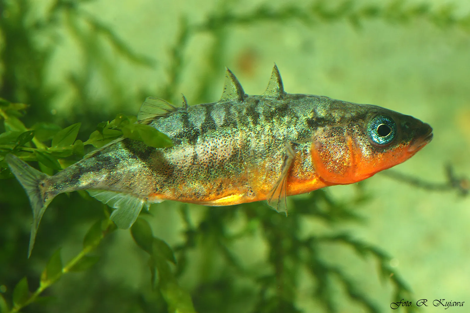 Fish