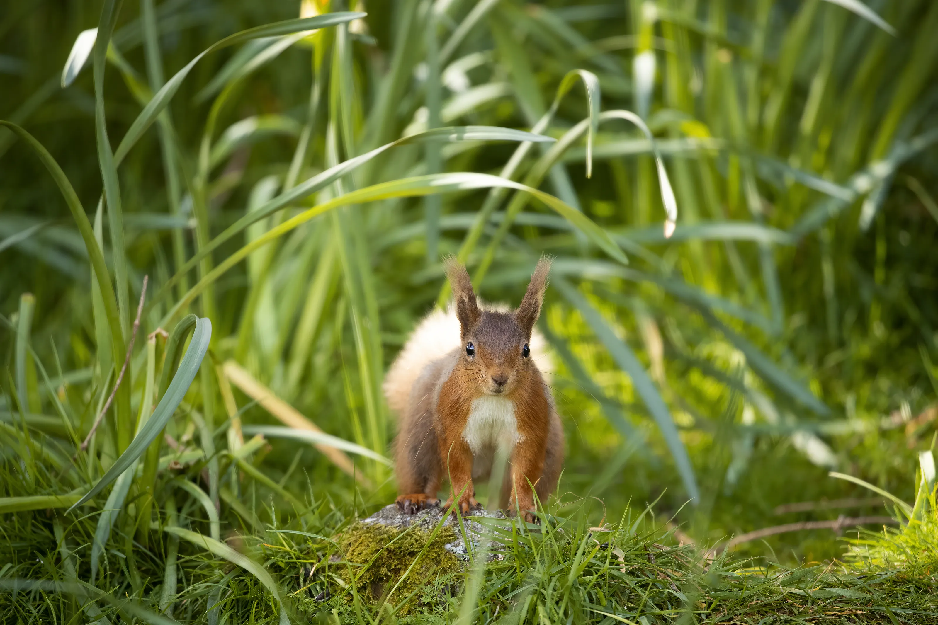 Red Squirrels (in colour)