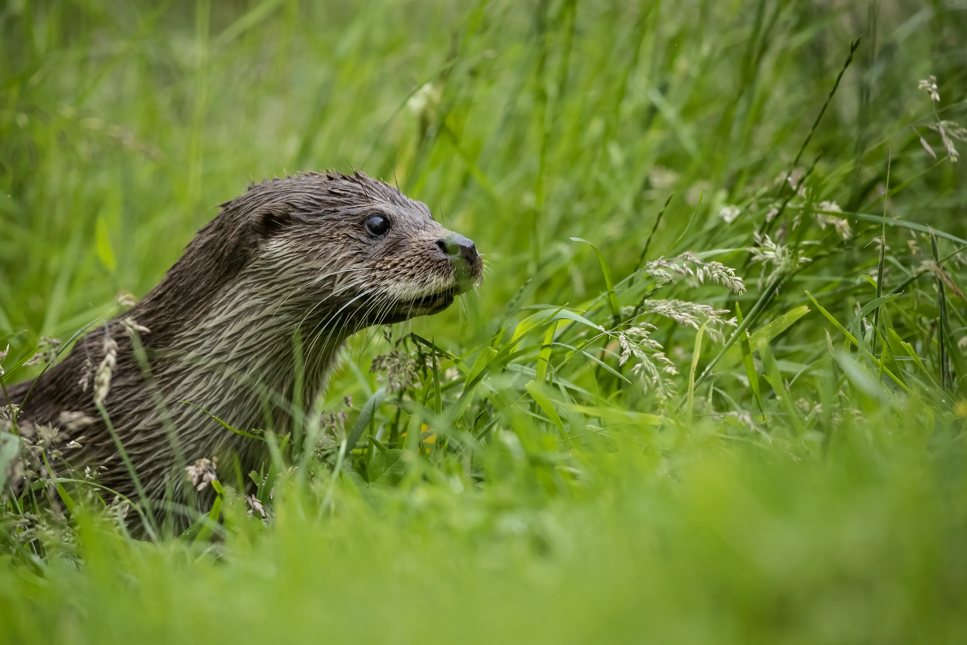 Otters