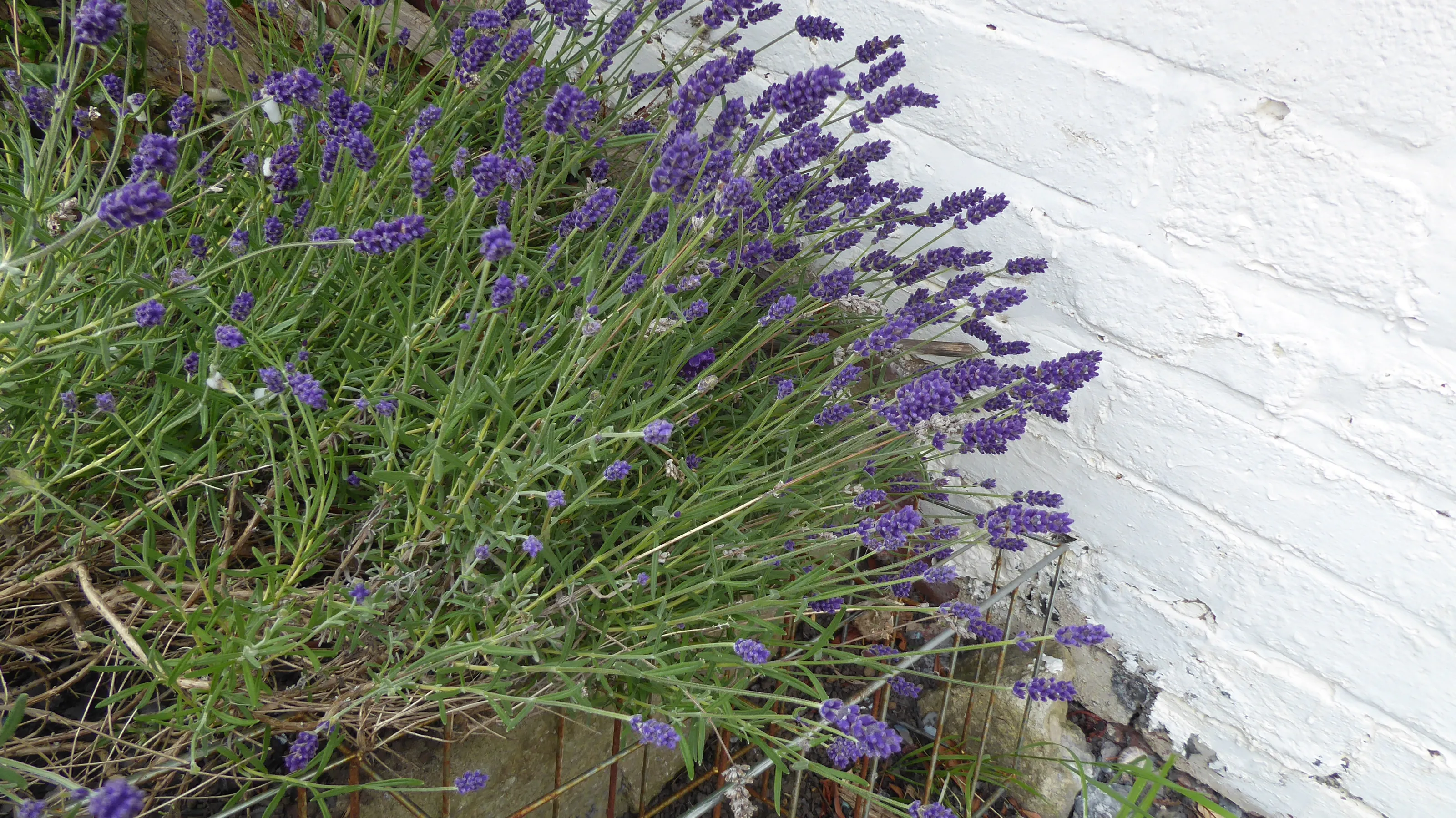 Lavender - the Plant or the Colour