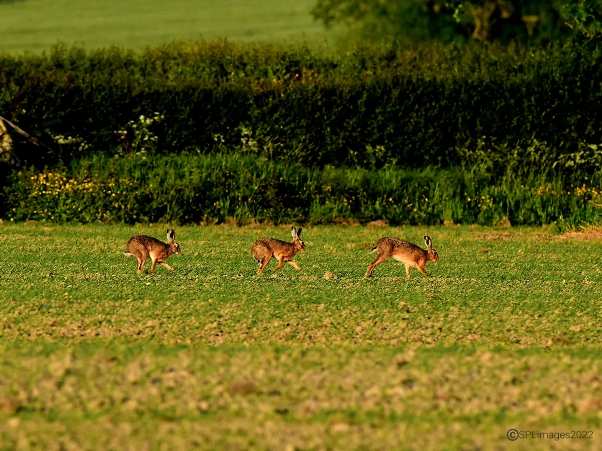 Wild Rabbits and Hares (in colour)