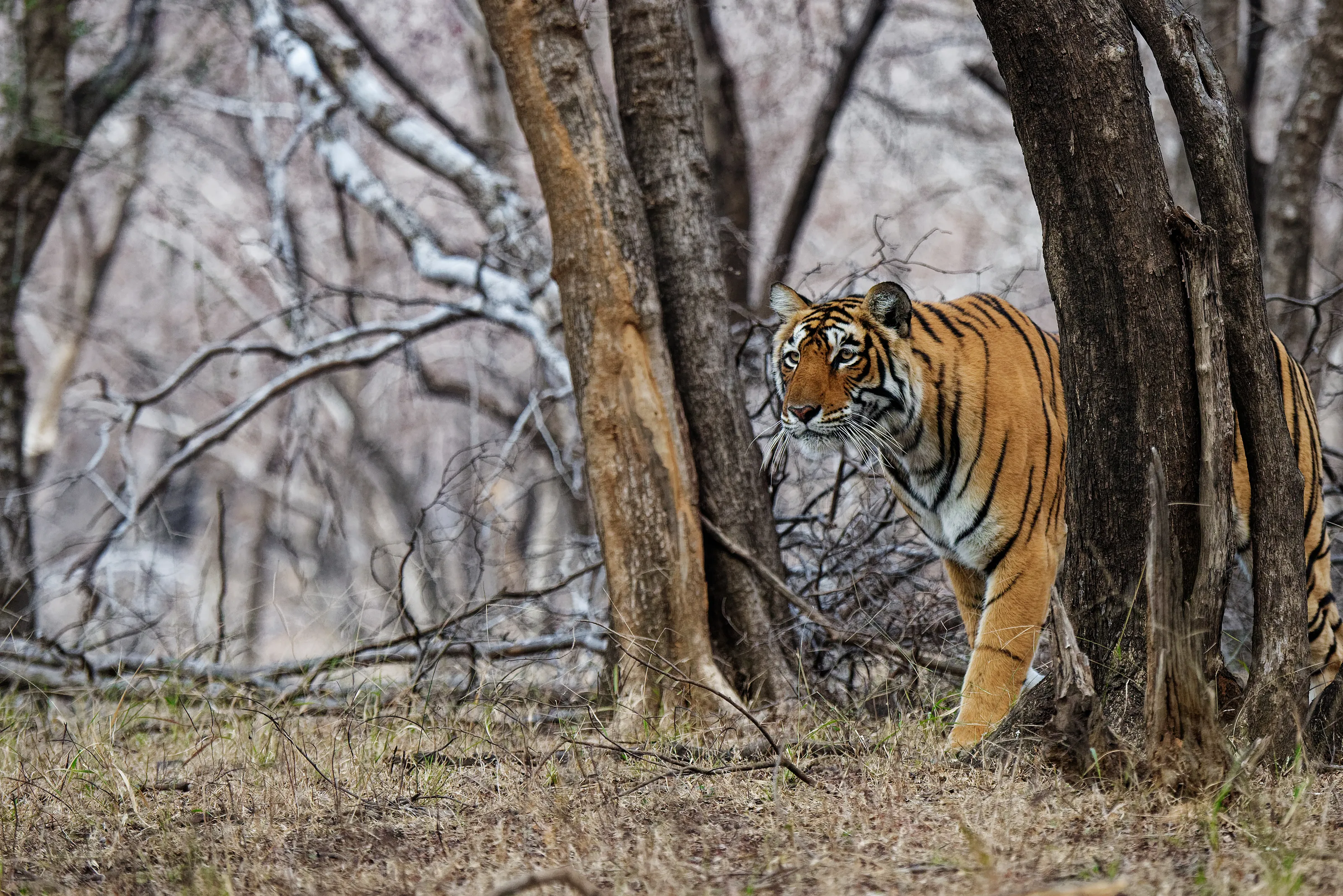 Tigers in their Natural Habitat