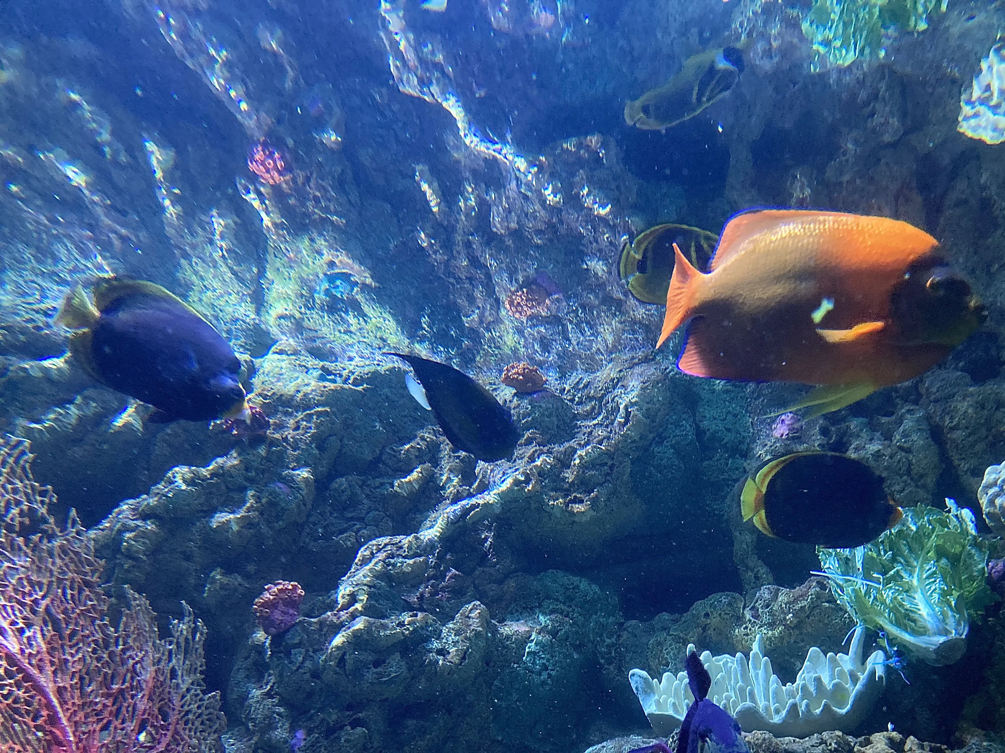 Creatures in an Aquarium (in colour)