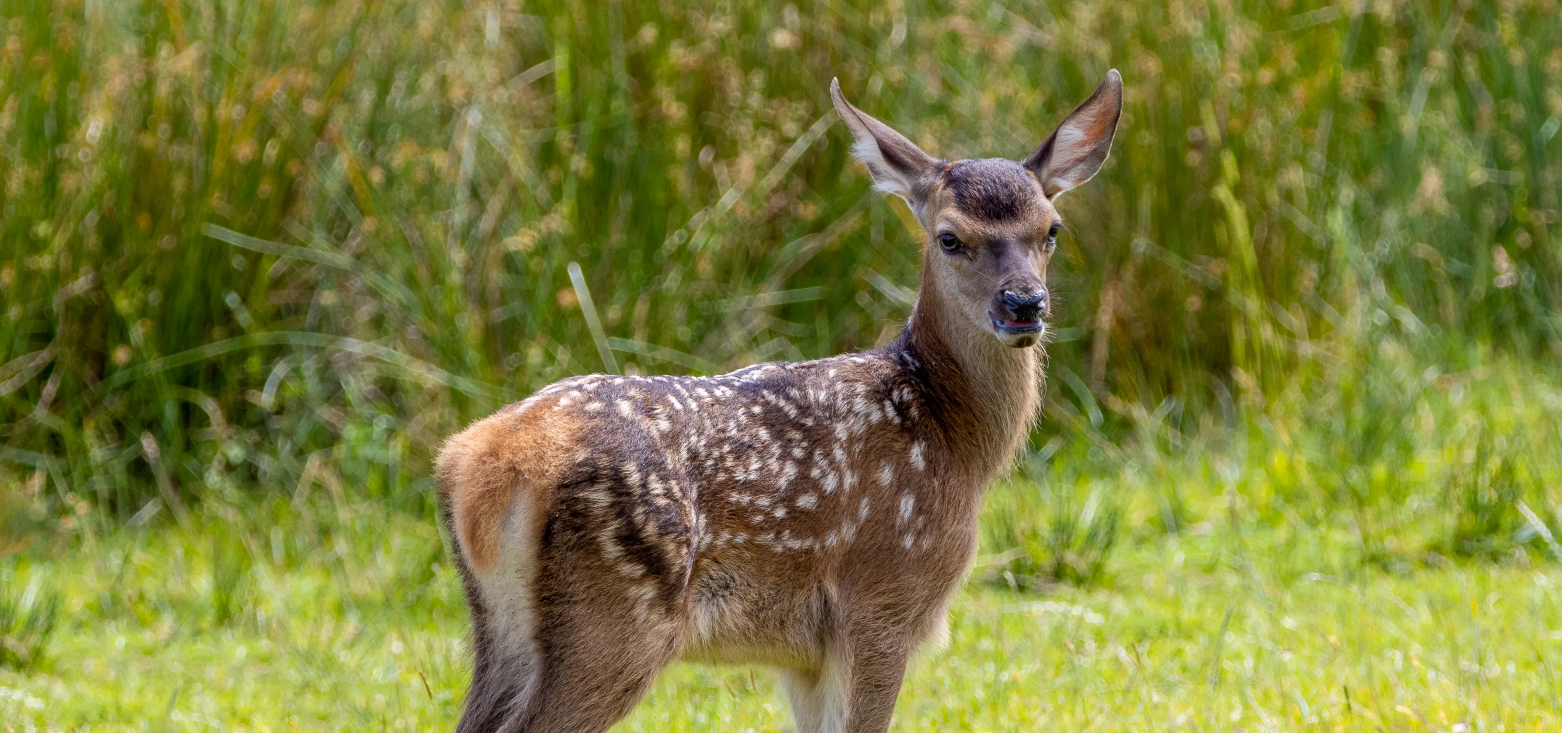 Deer