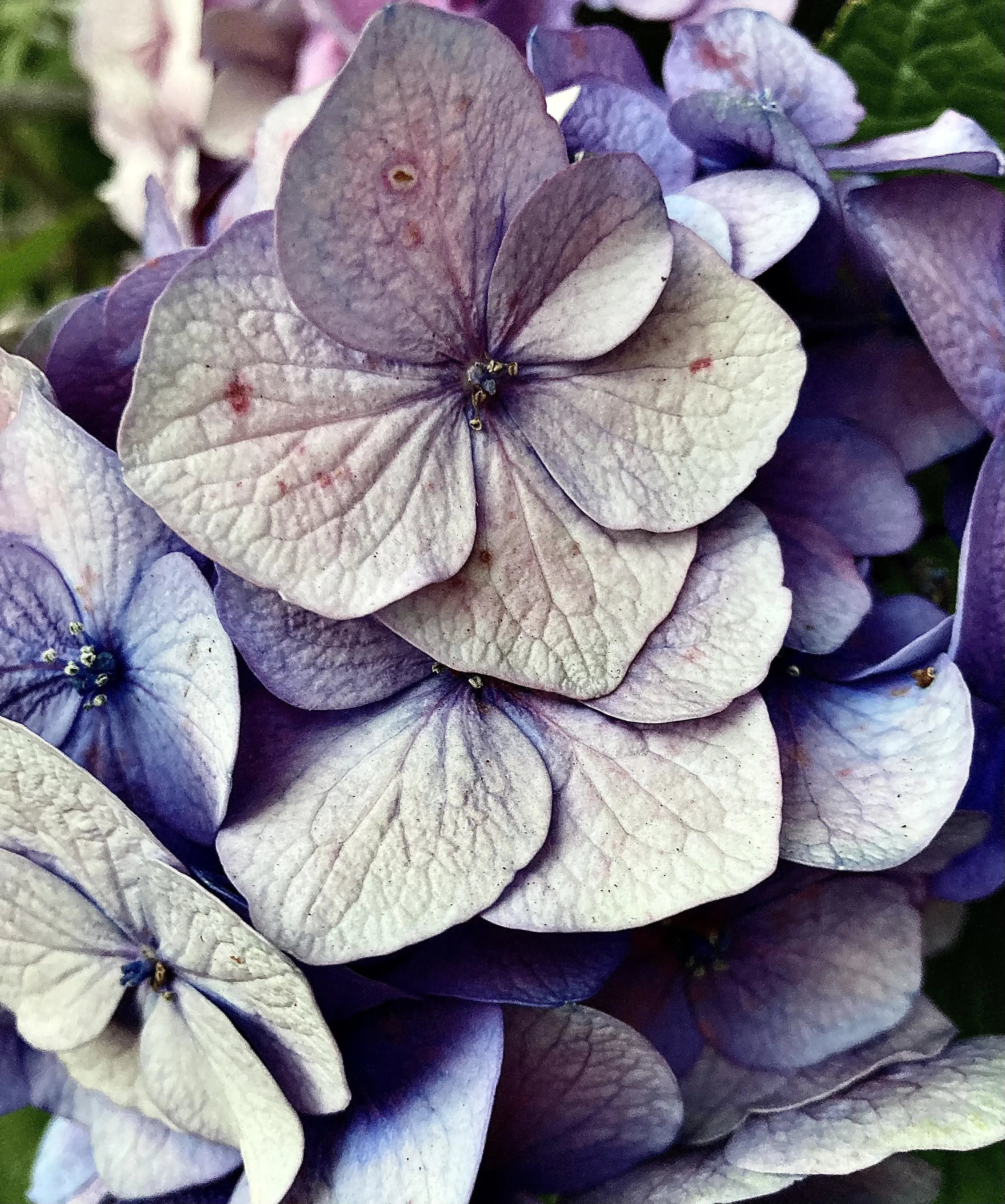 Hydrangea Flowers in Close-Up
