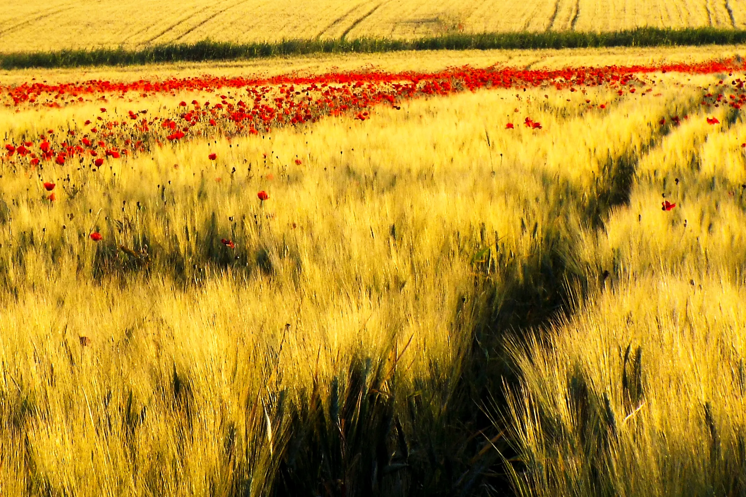 Fields of Golden Cereal Crops (in colour)