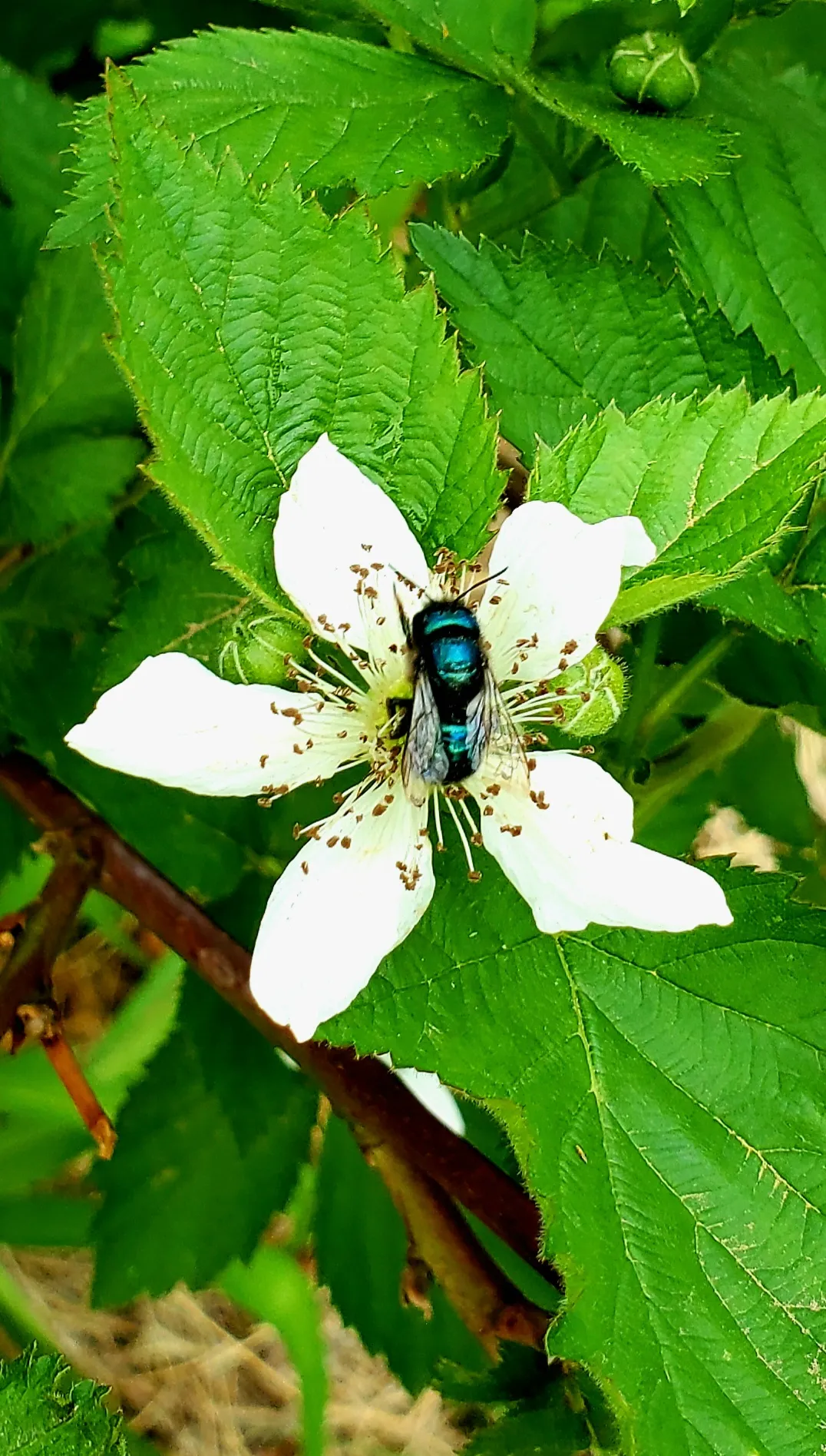 Flowers with Pollinating Insects