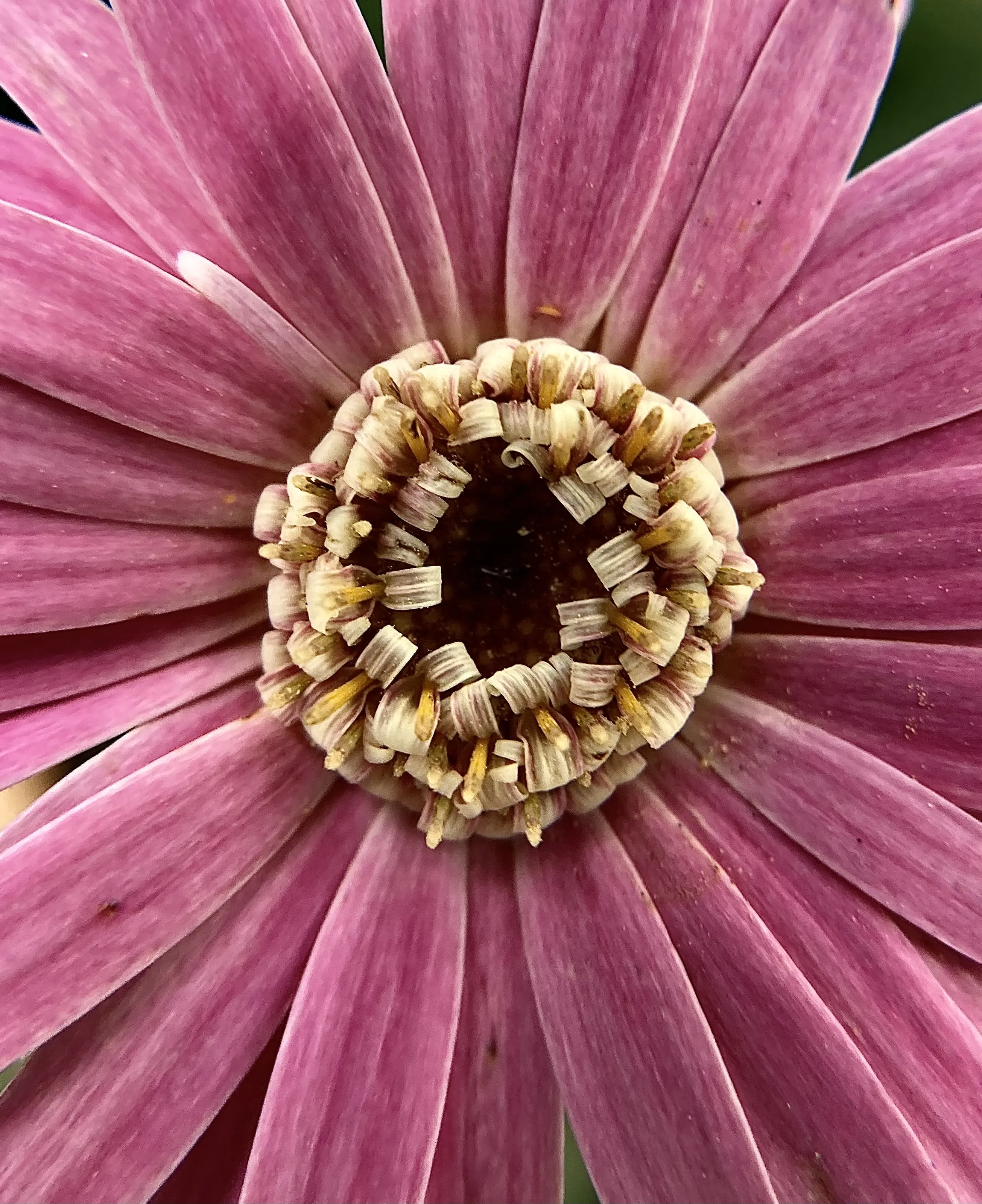 Pink Flowers in Close-Up and Macro