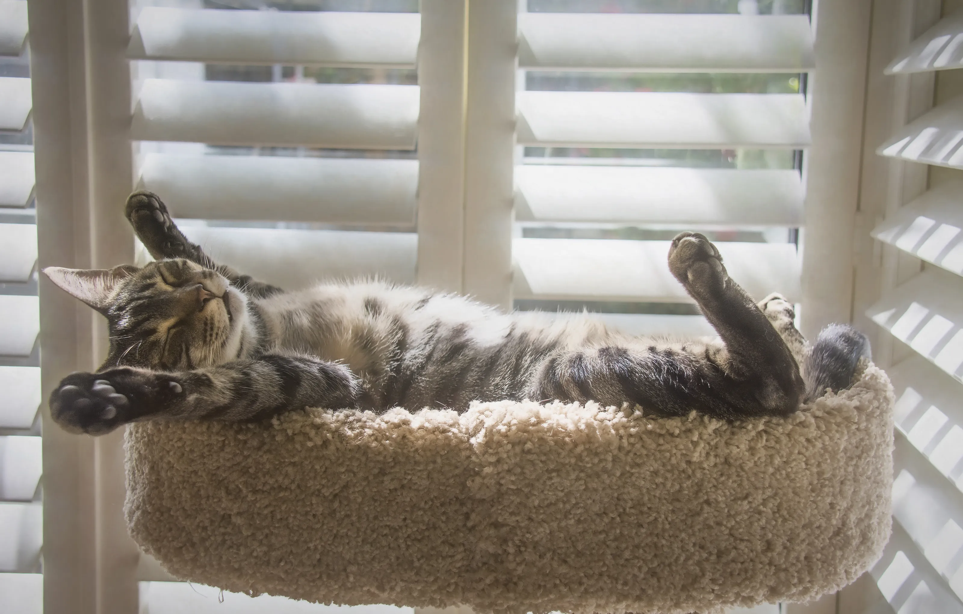 Pet Cats with Personality