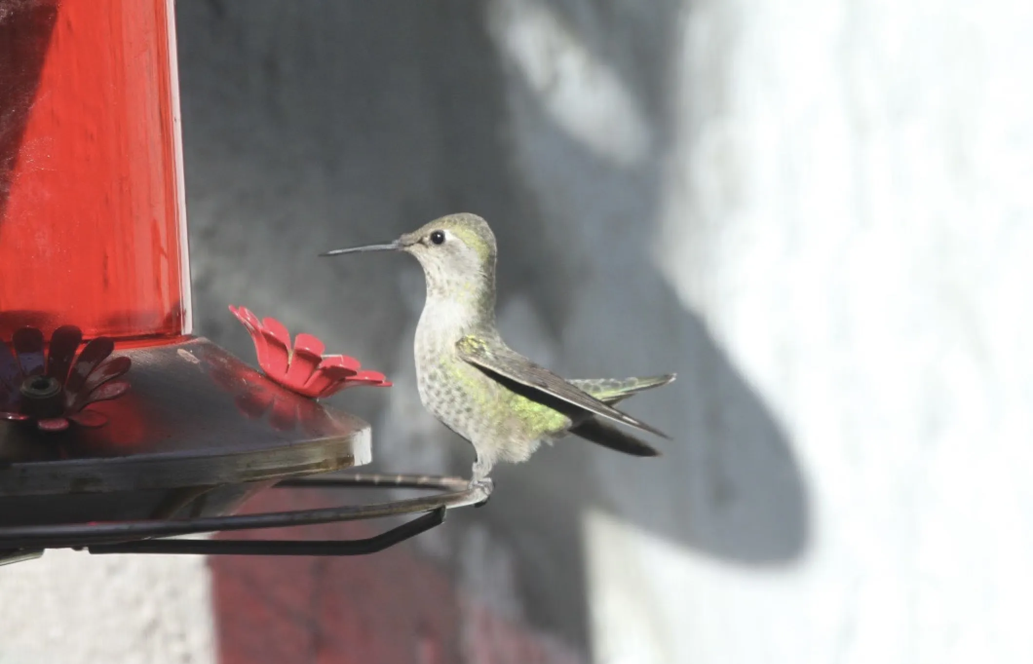 Hummingbirds (in colour)