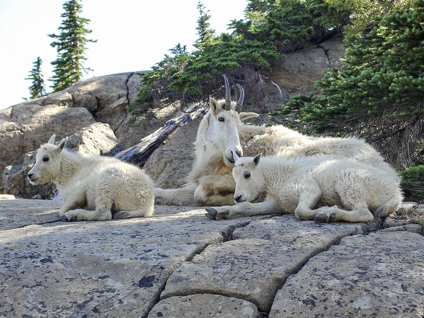 Mountain Goats (in colour)