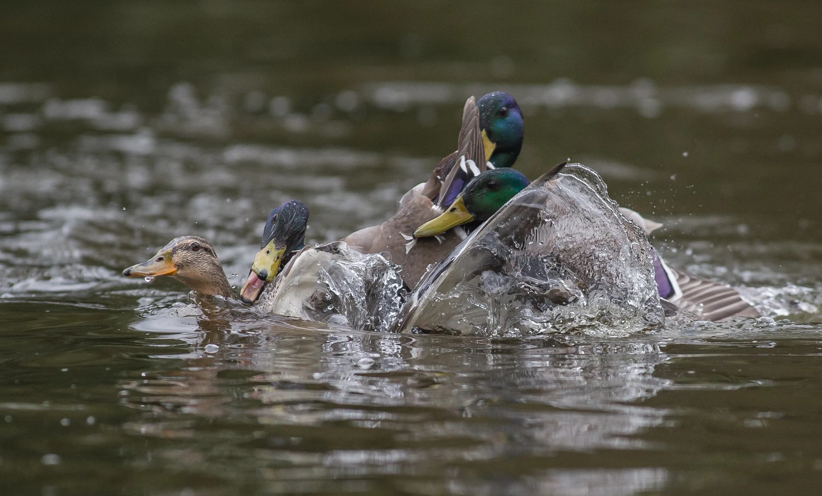 Wild Birds Tussling with Other Wild Birds