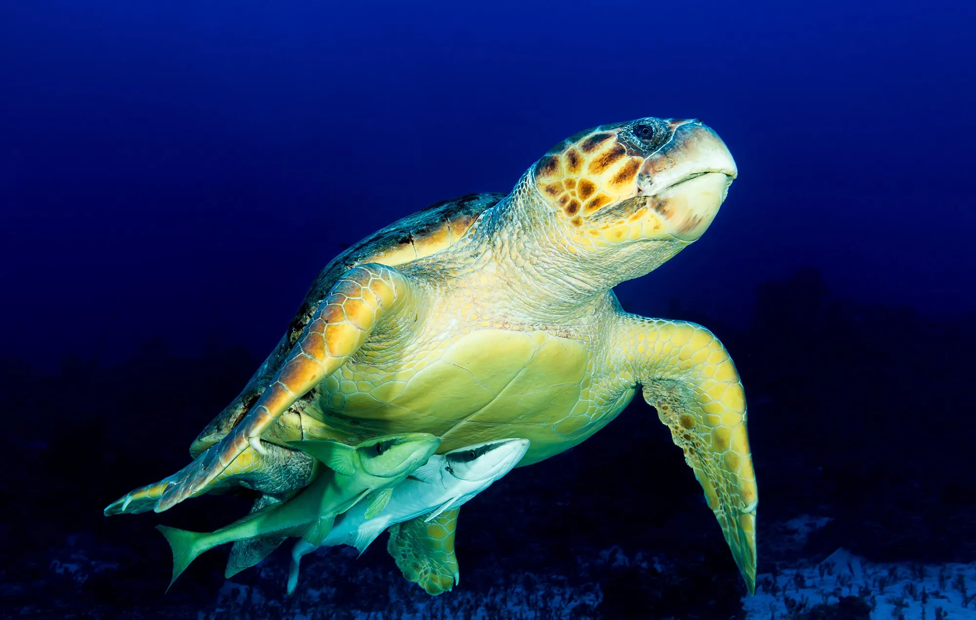 Sea Turtles (in colour)