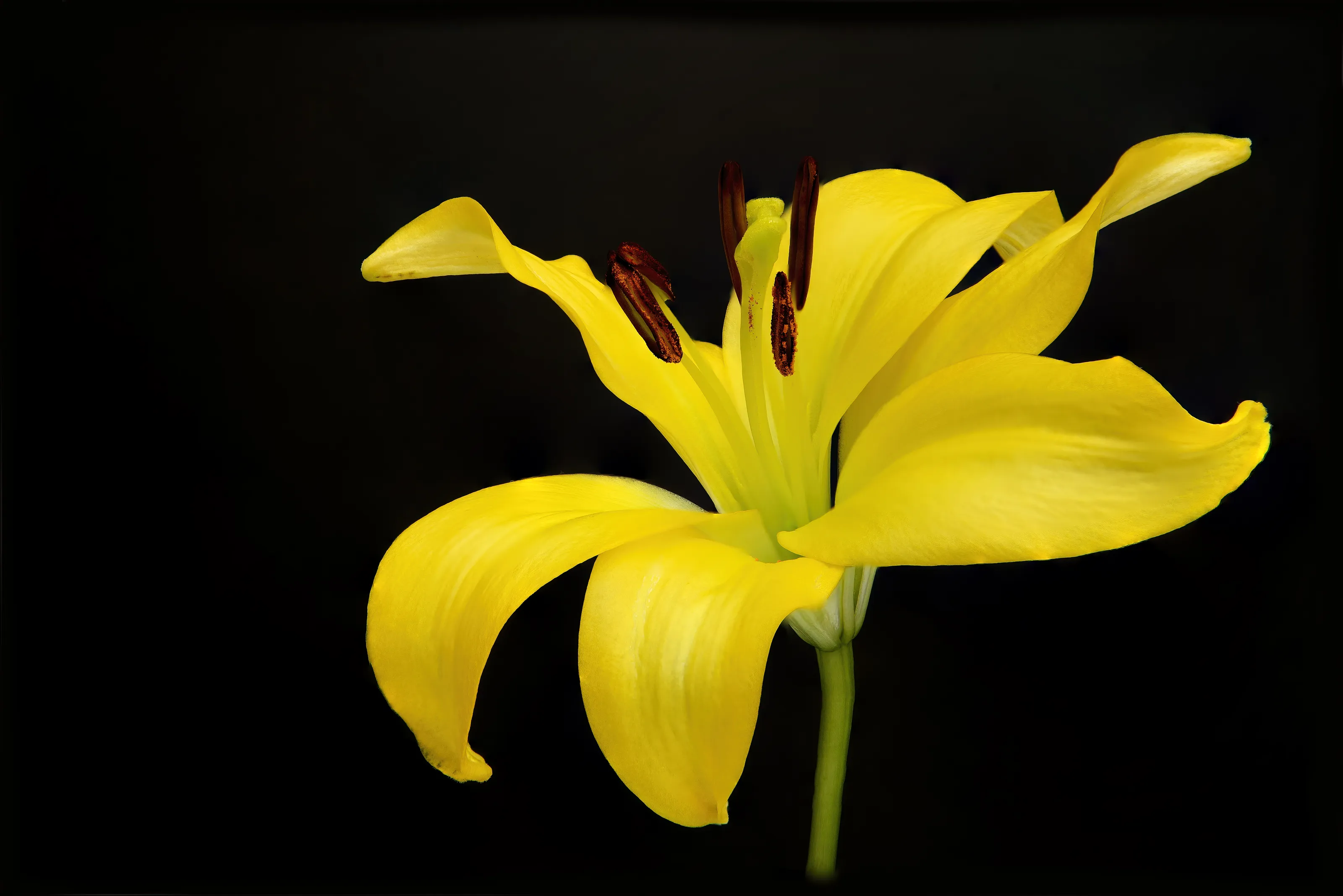 Flowers in Colour against a Black Background