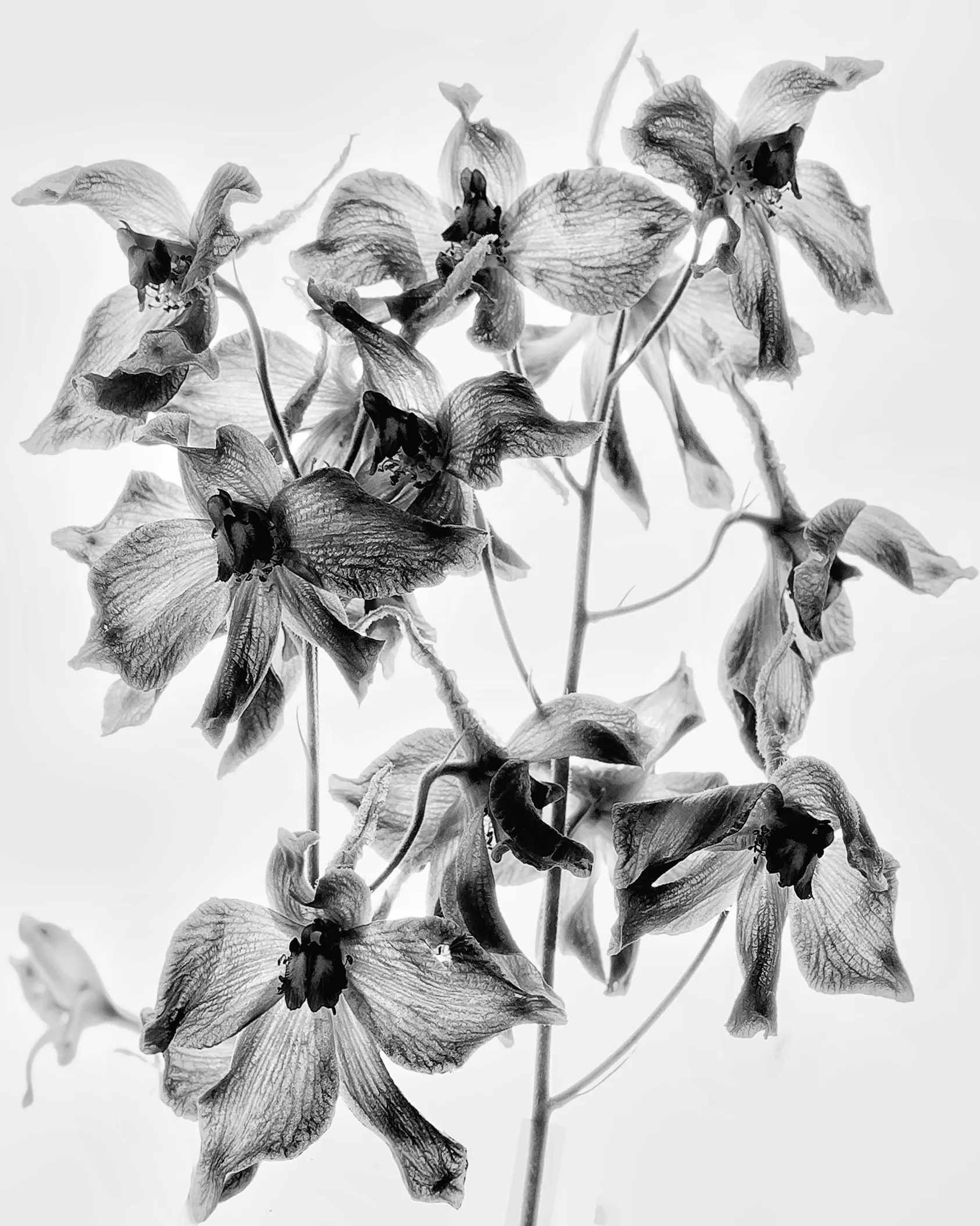 Flowers in Black and White