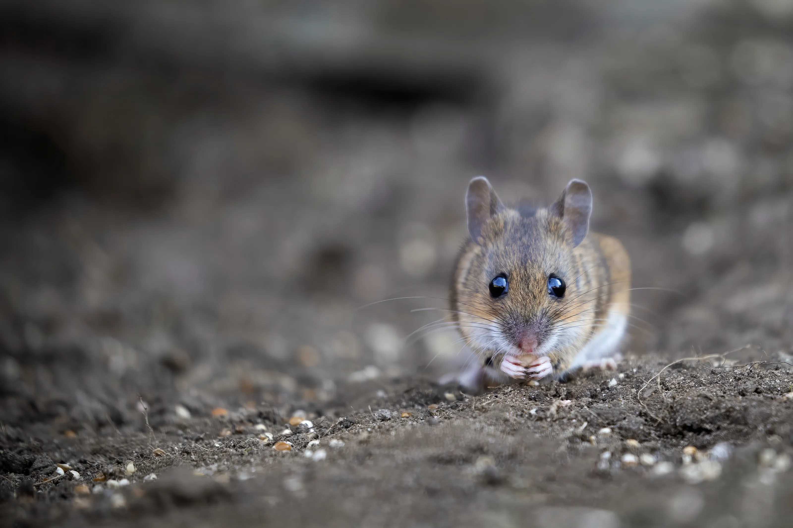 Mice