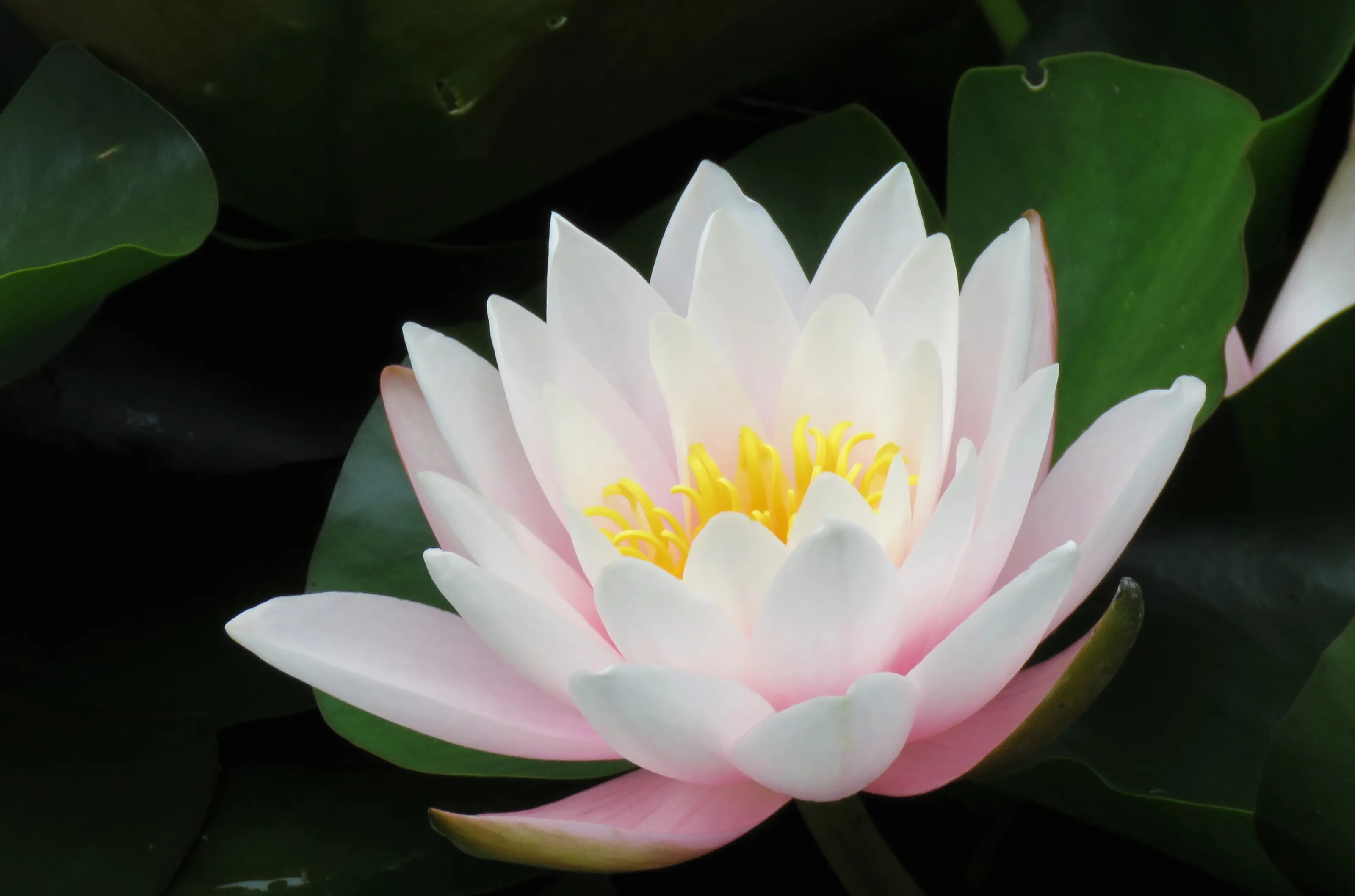 Water Lilies (in colour)